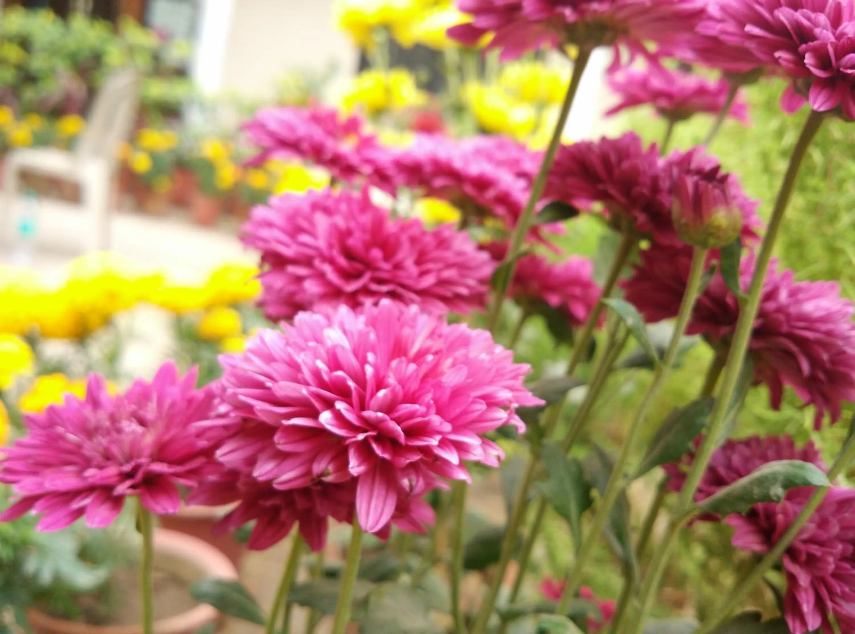 Garden in Hotel Jai Niwas