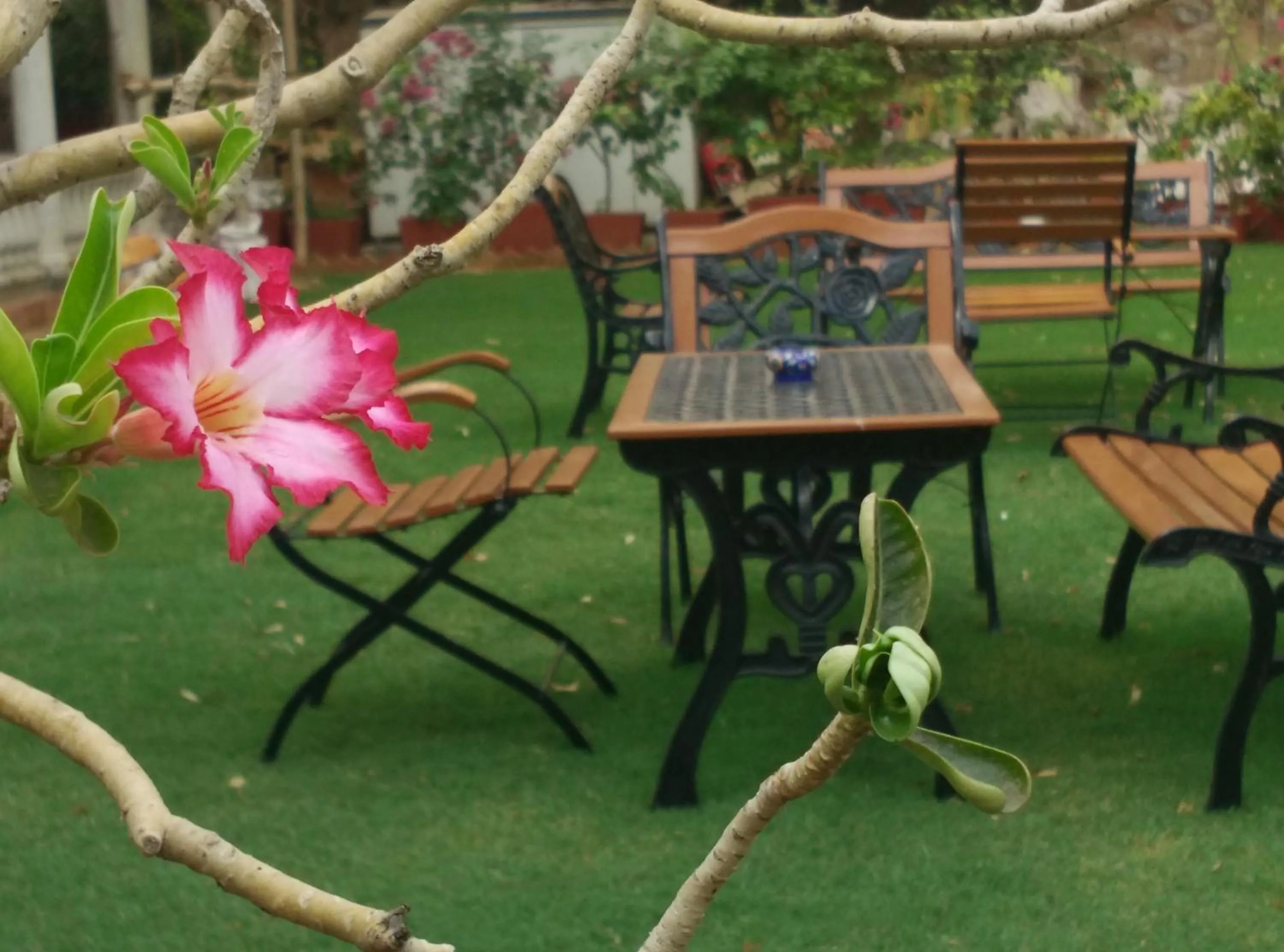 Garden view in Hotel Jai Niwas