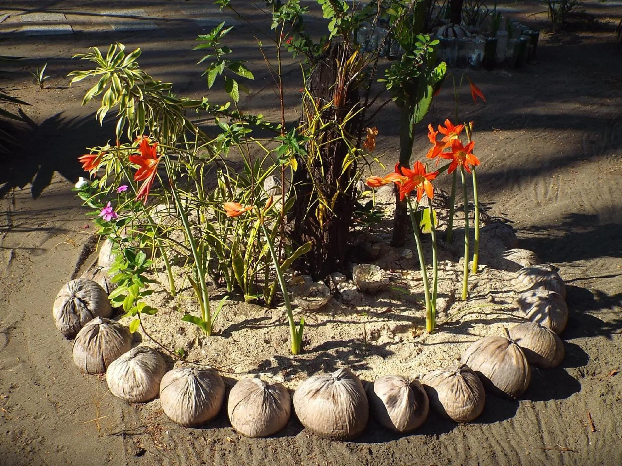 Garden in Sablayan Gustav's Place Silver Beach Dive Resort
