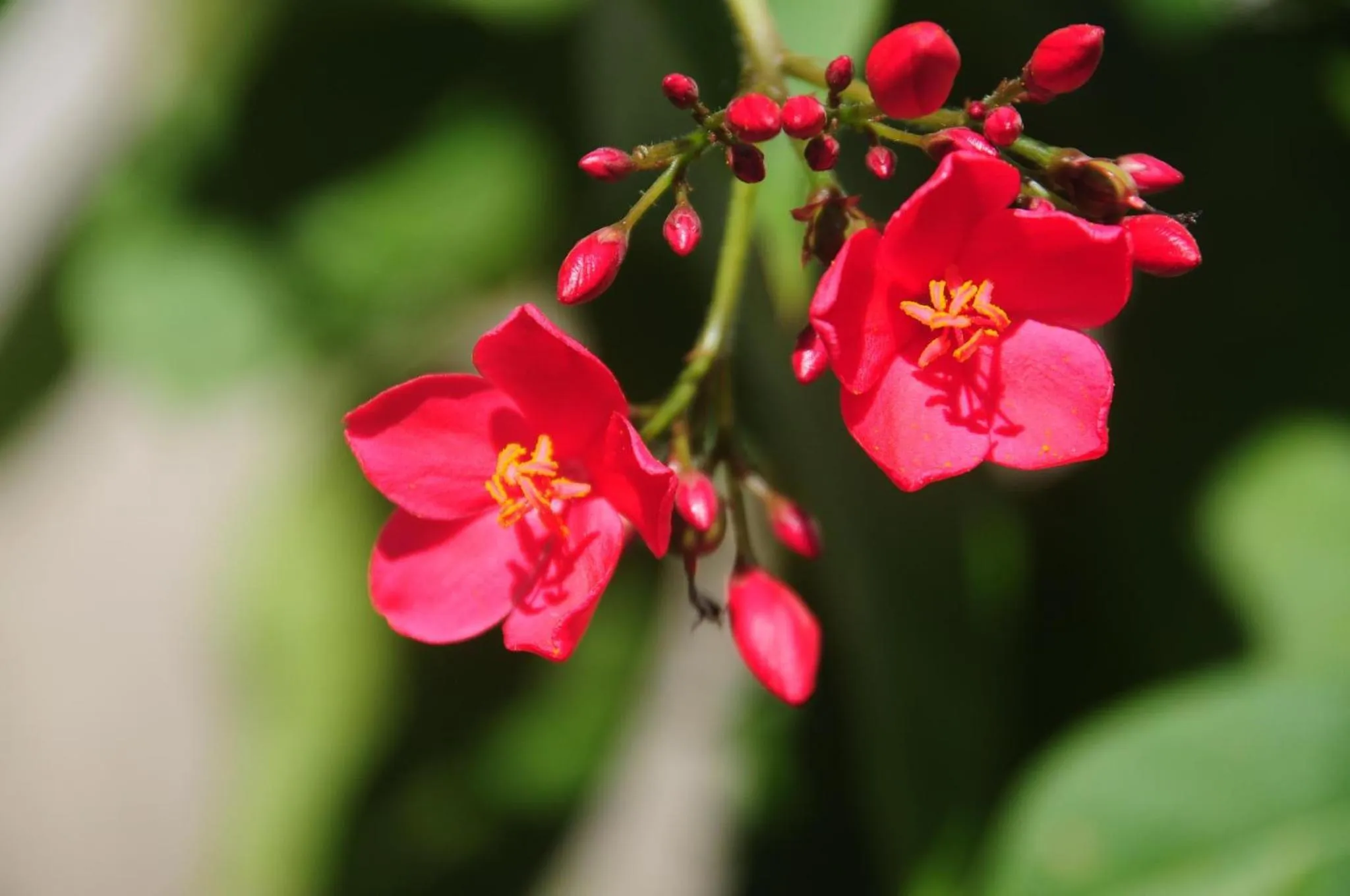 Garden in Sablayan Gustav's Place Silver Beach Dive Resort