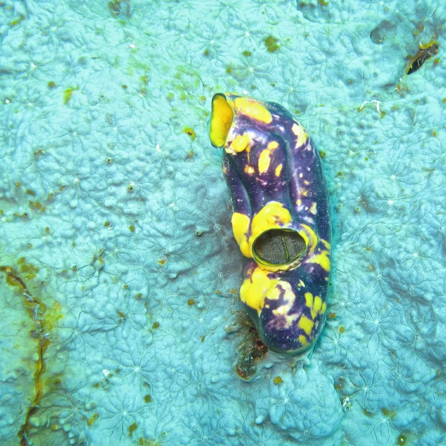 Diving in Sablayan Gustav's Place Silver Beach Dive Resort