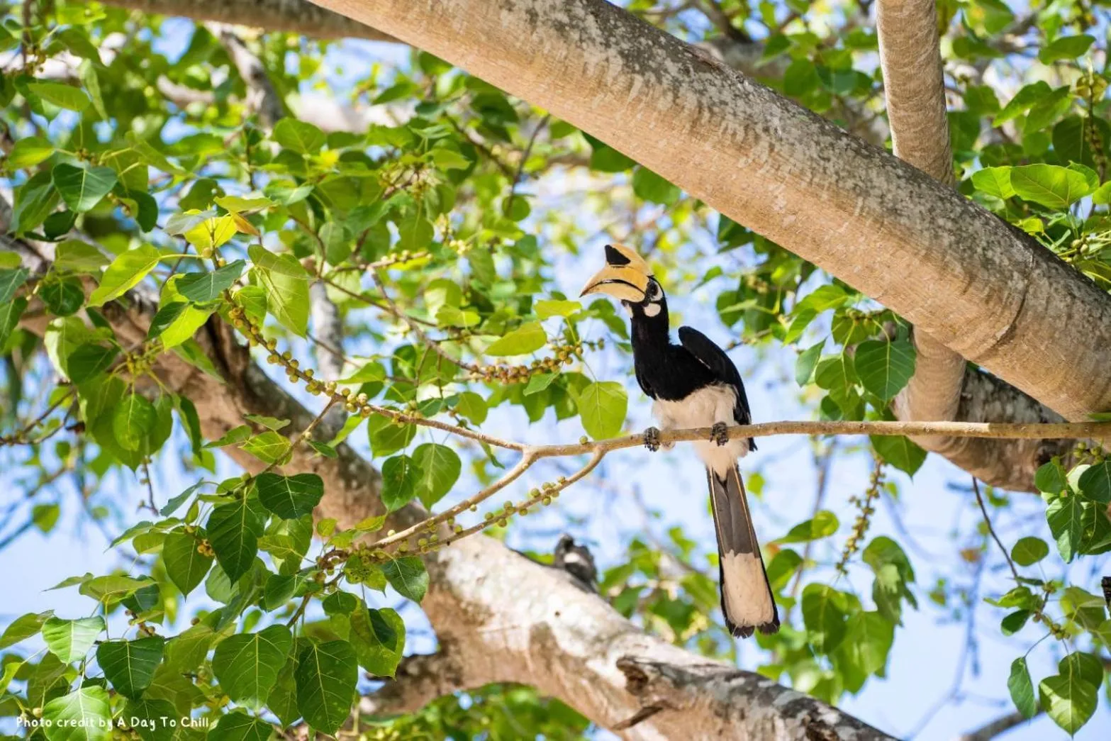 Day in Thapwarin Resort - Green Hotel
