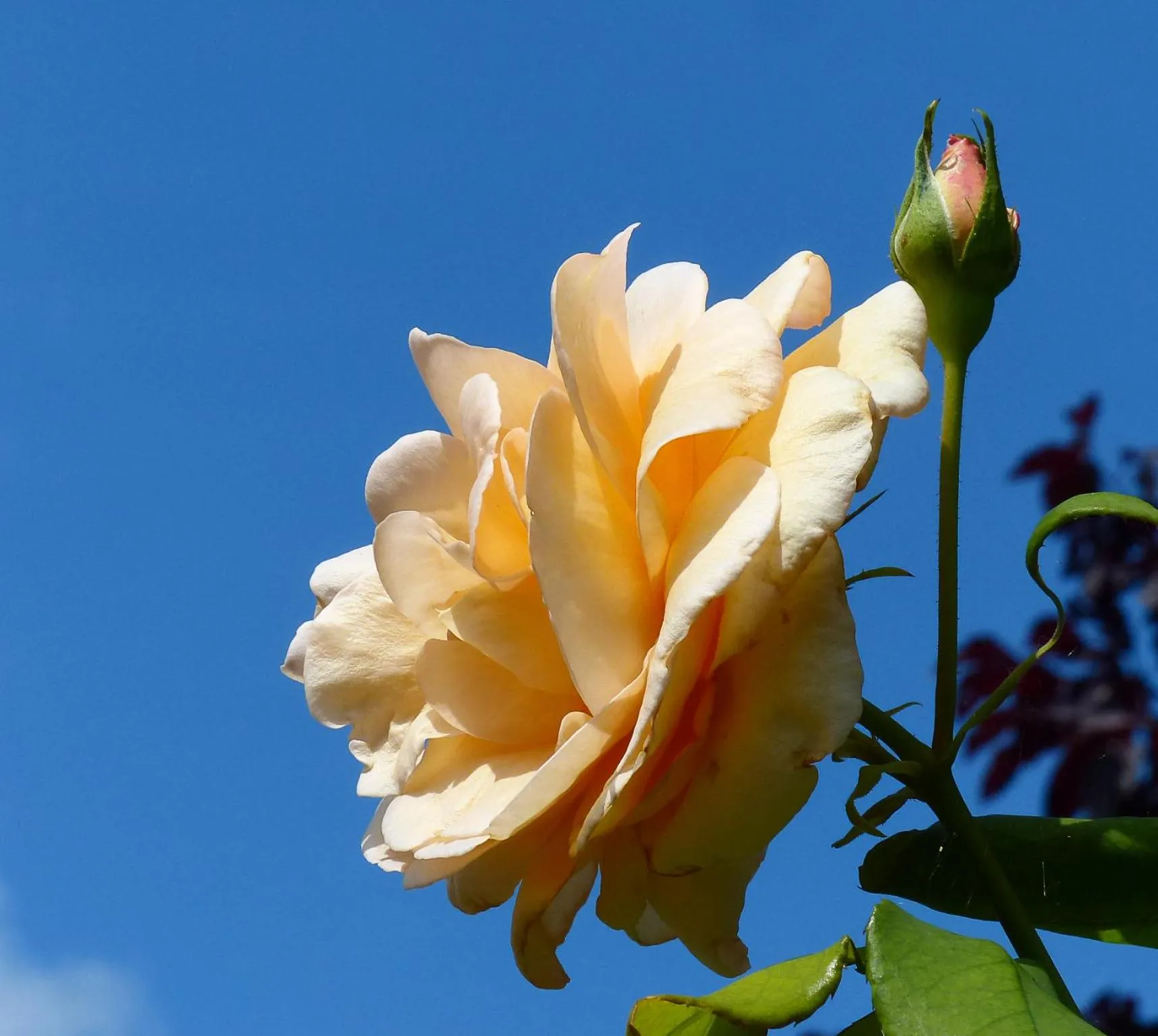 Garden view in B&B E48