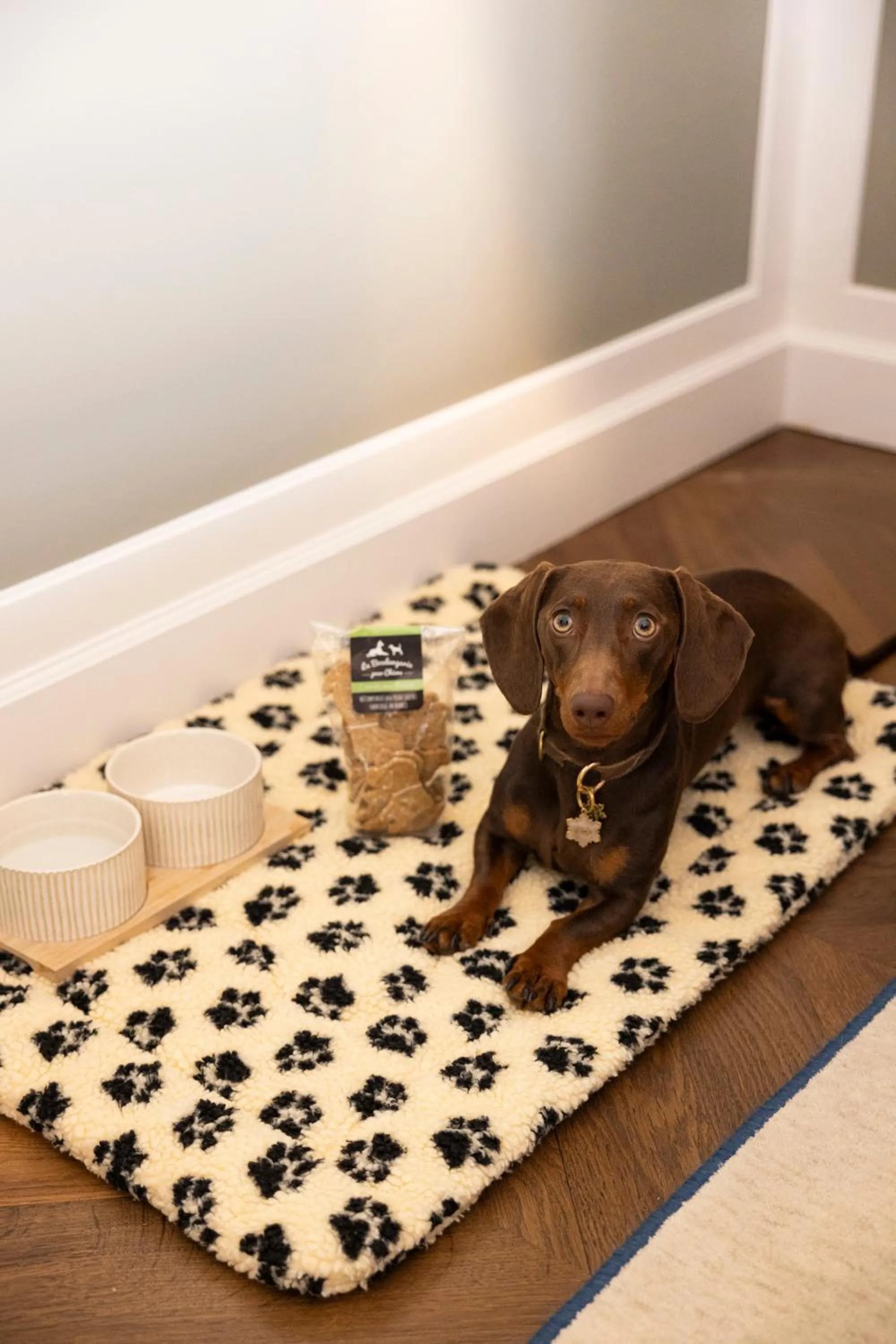 pet friendly in Hôtel Les Lumières - Relais & Châteaux