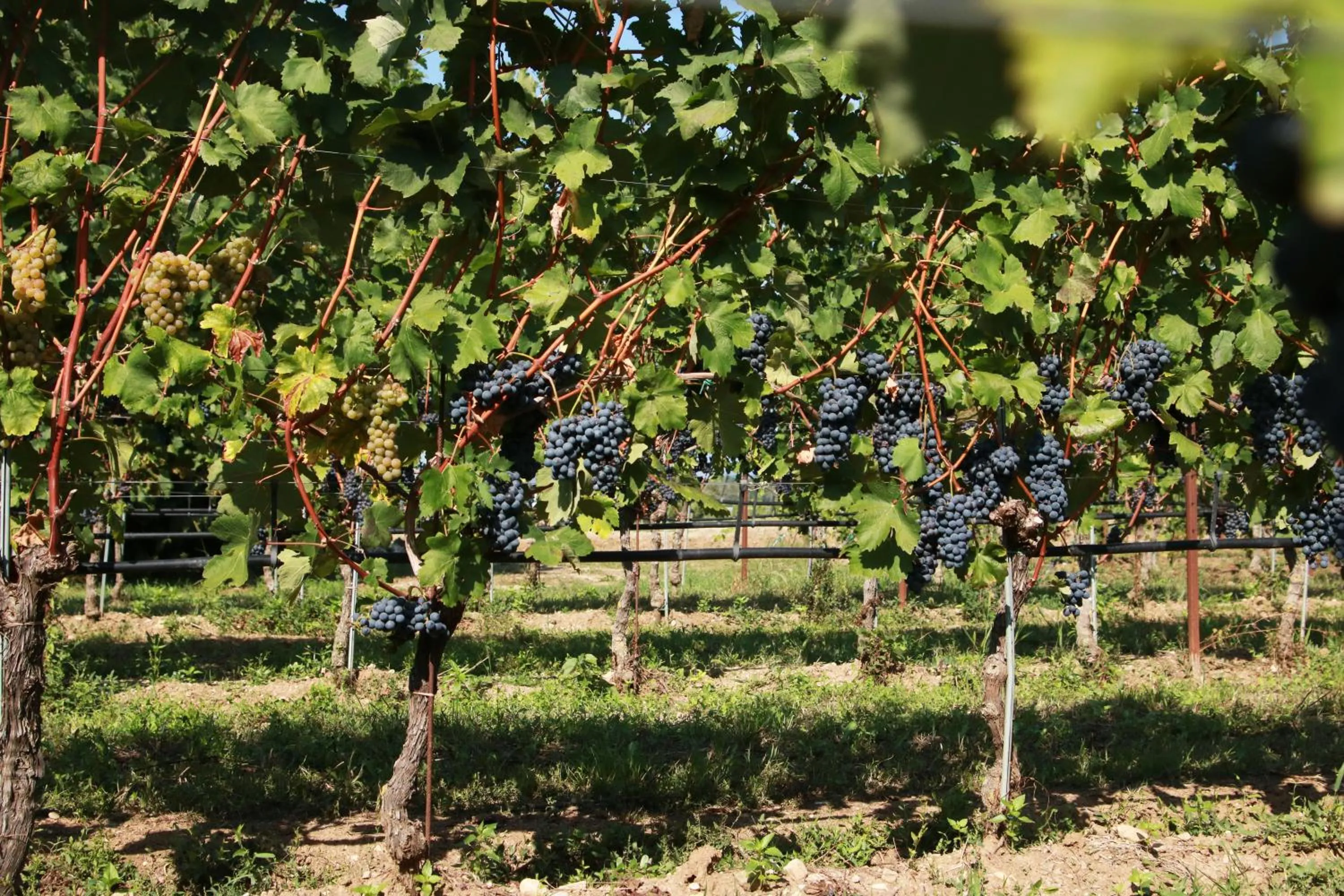 Agriturismo Armea