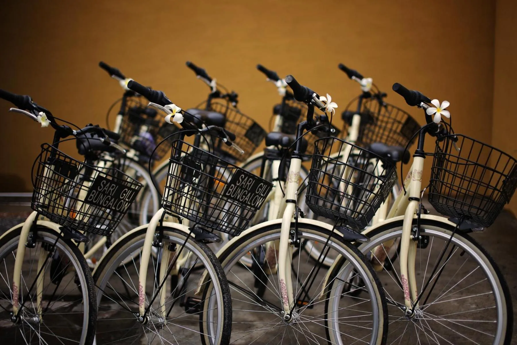 Entertainment in Sari Gili Bungalow