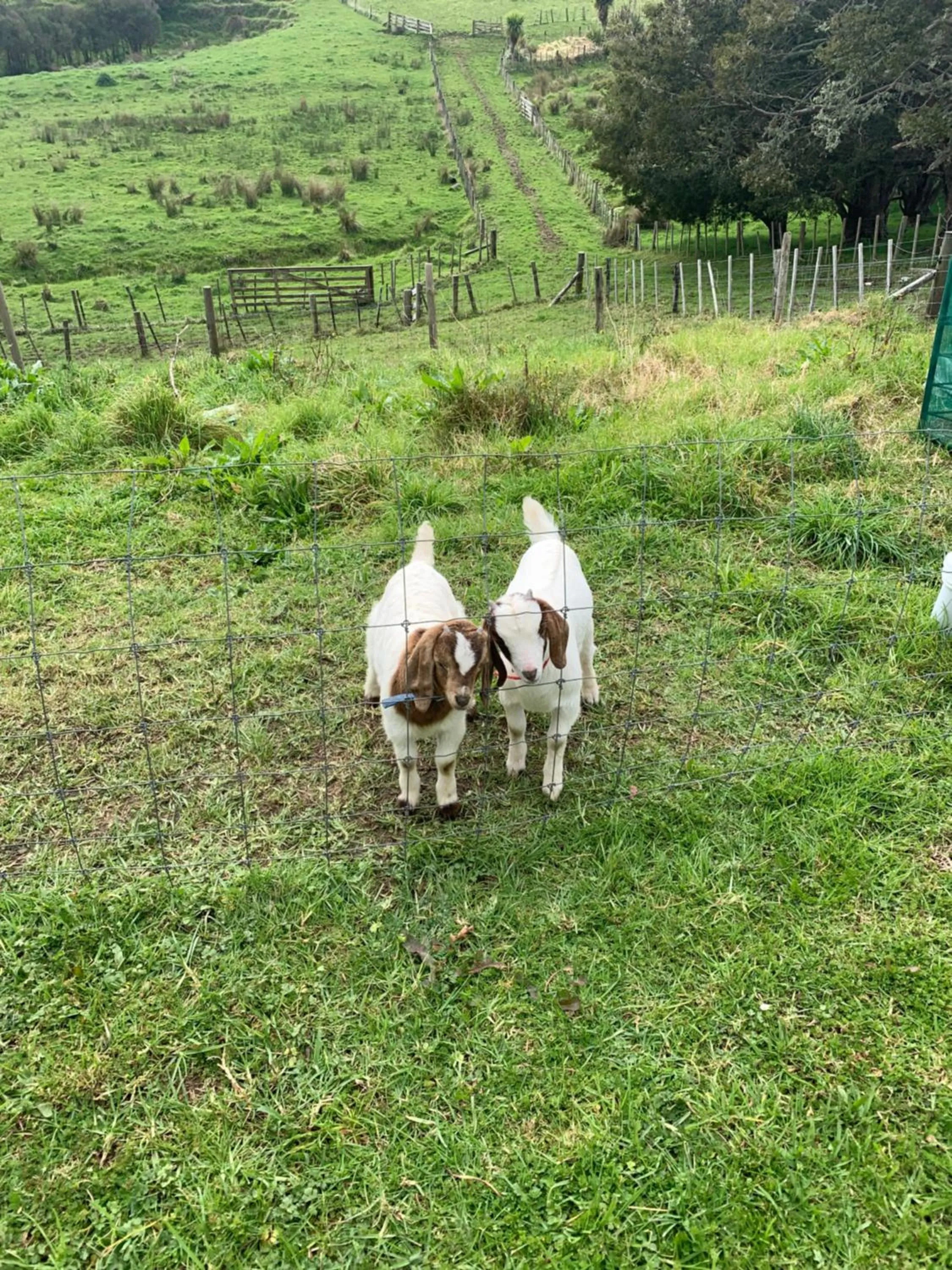 Tracy's Boutique B&B Farmstay