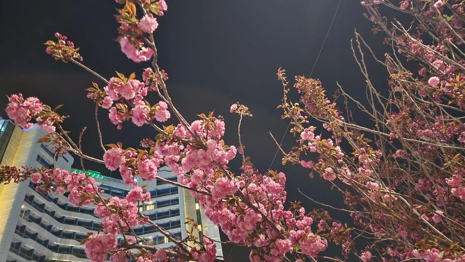 Spring in SL Hotel Gangneung