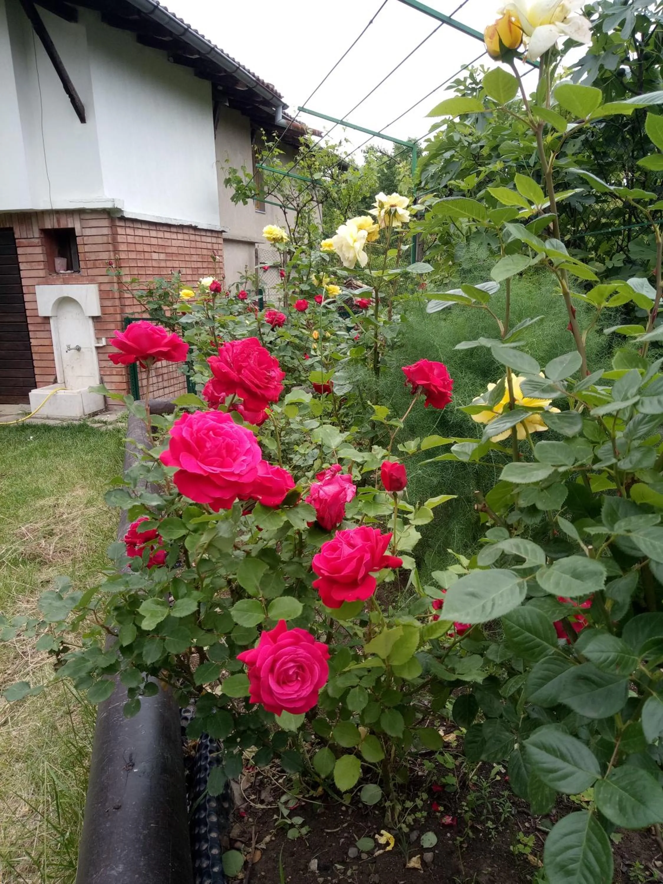 Family hotel Elena