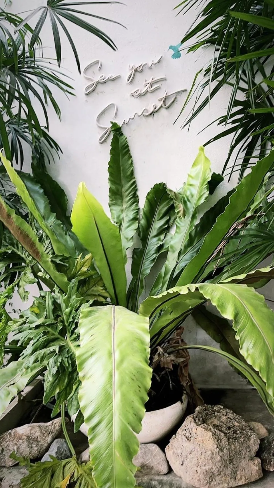 Garden in The PARK Society