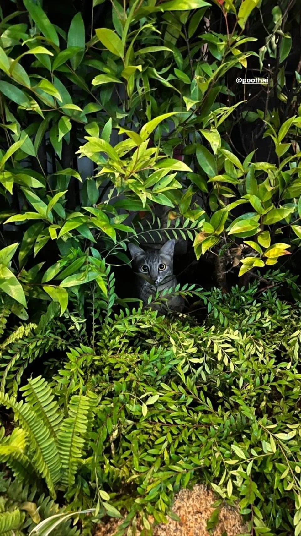 Day in The PARK Society