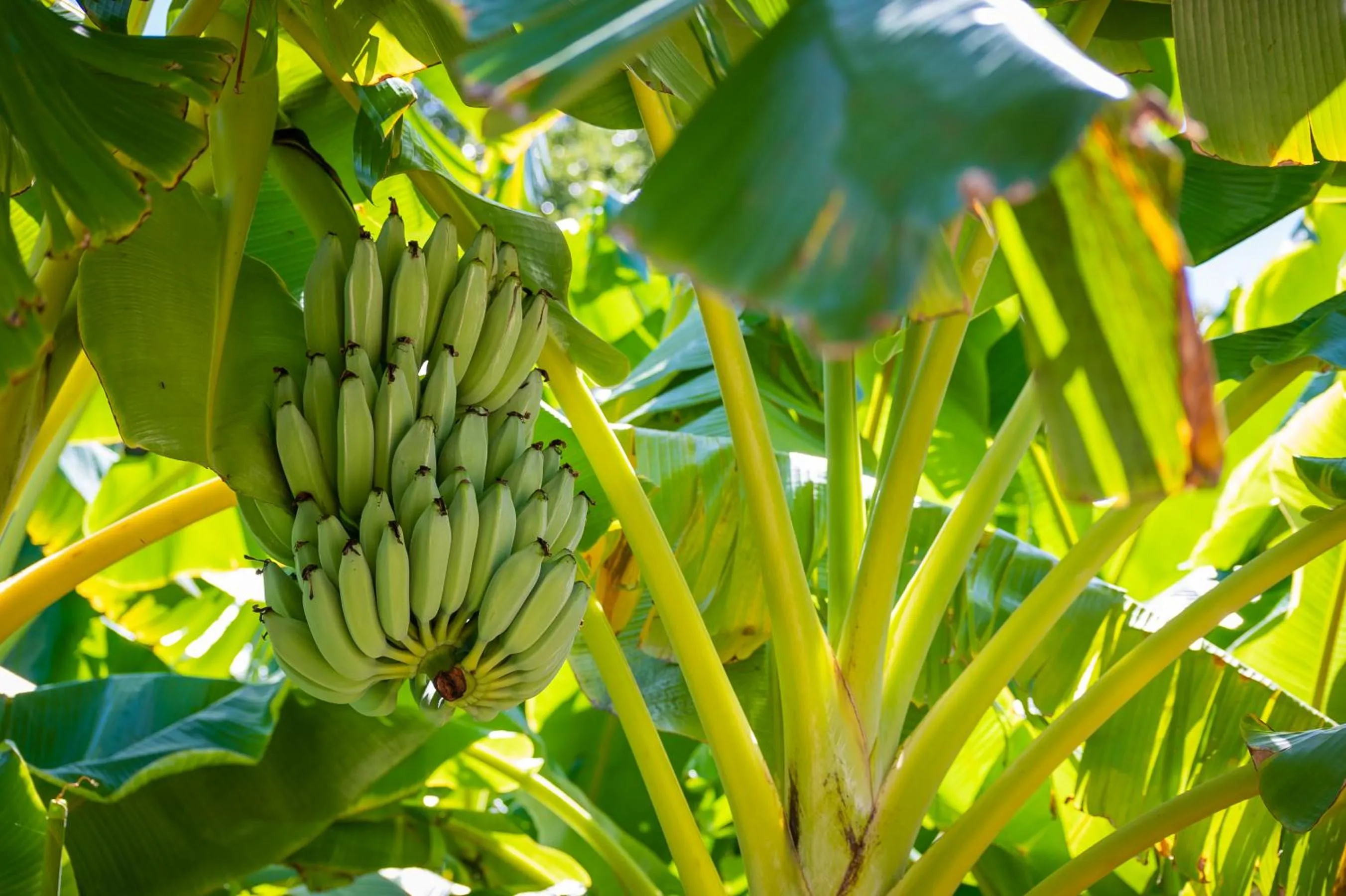 Garden, Other Animals in Sanibel Moorings Resort