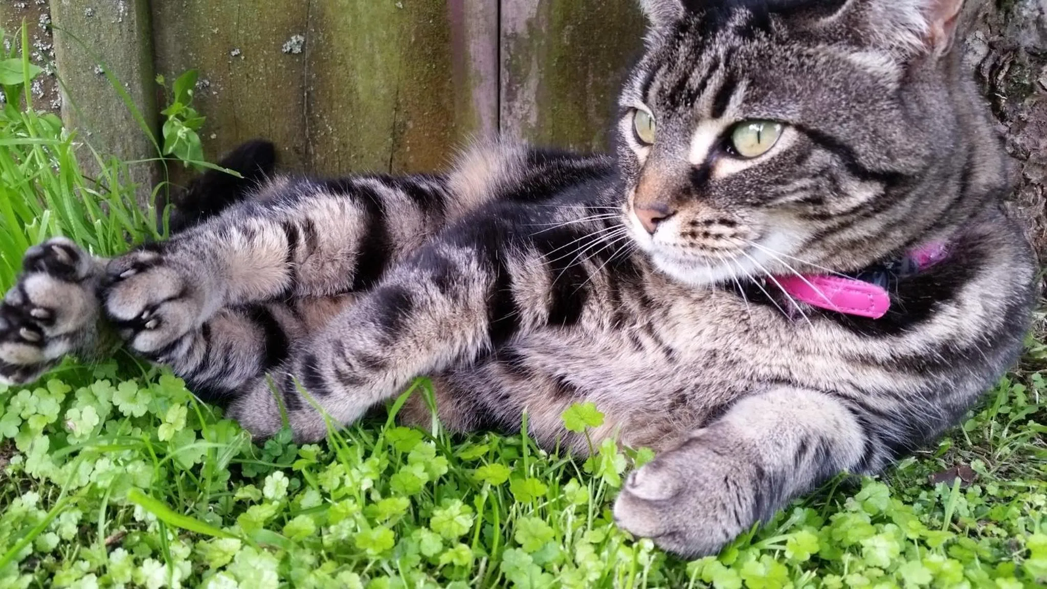 Pets in Designer Cottage