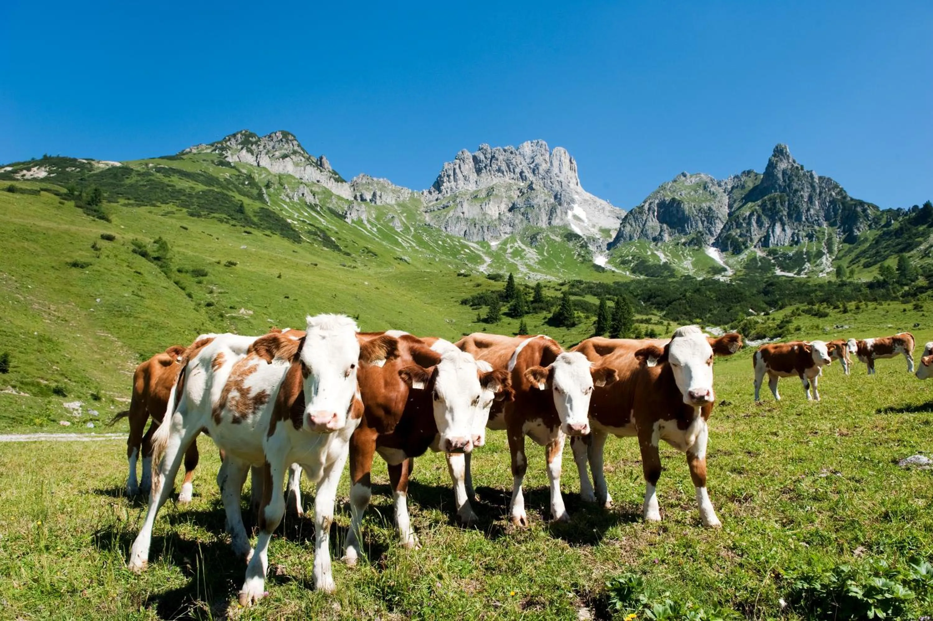Animals in Das Filzmoos