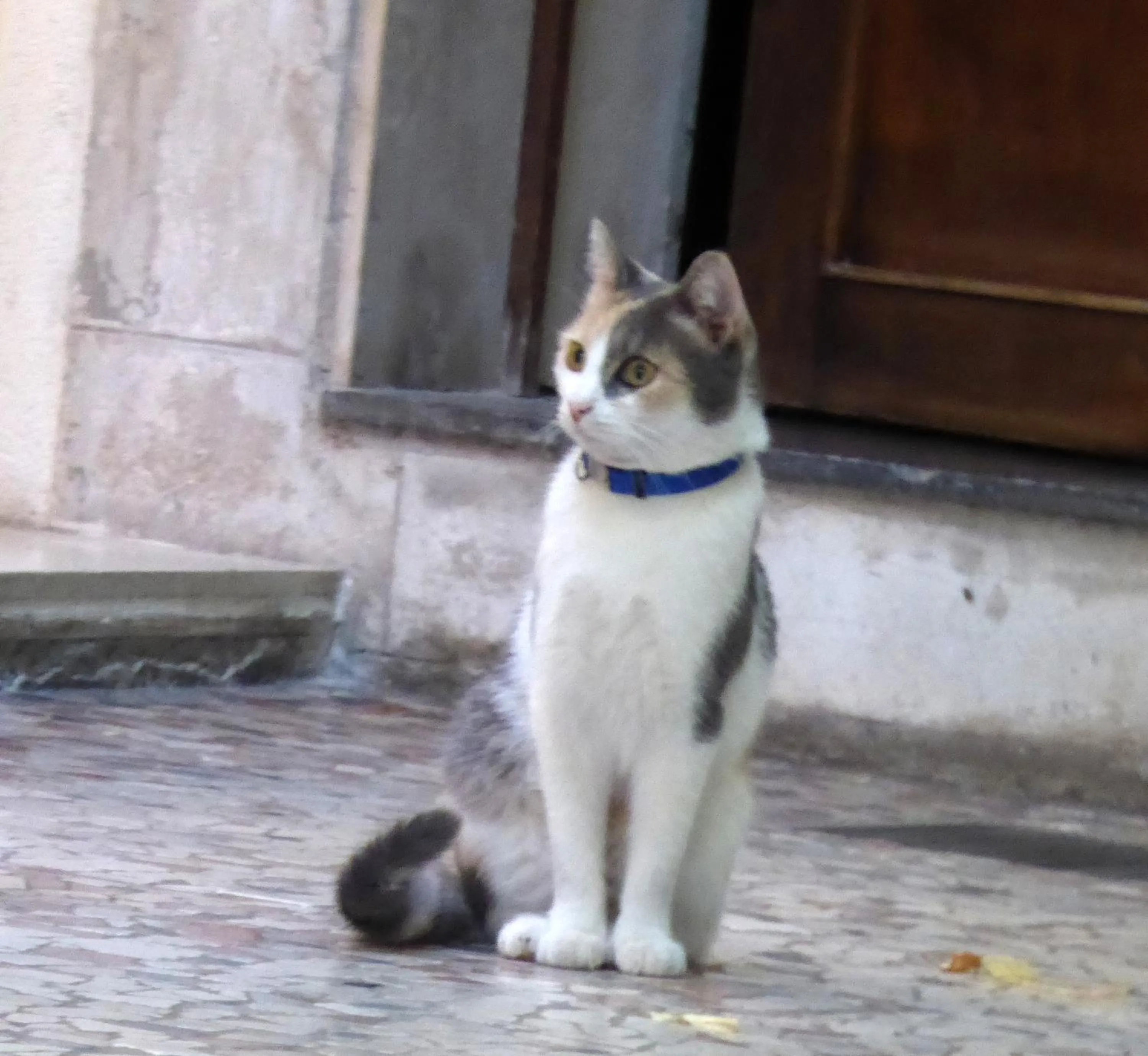 Pets in Hotel Casa Boccassini