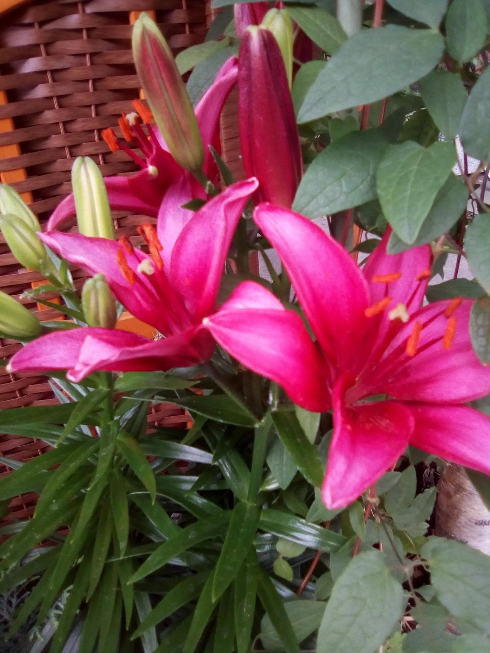 Spring in B&B Corte Rossa