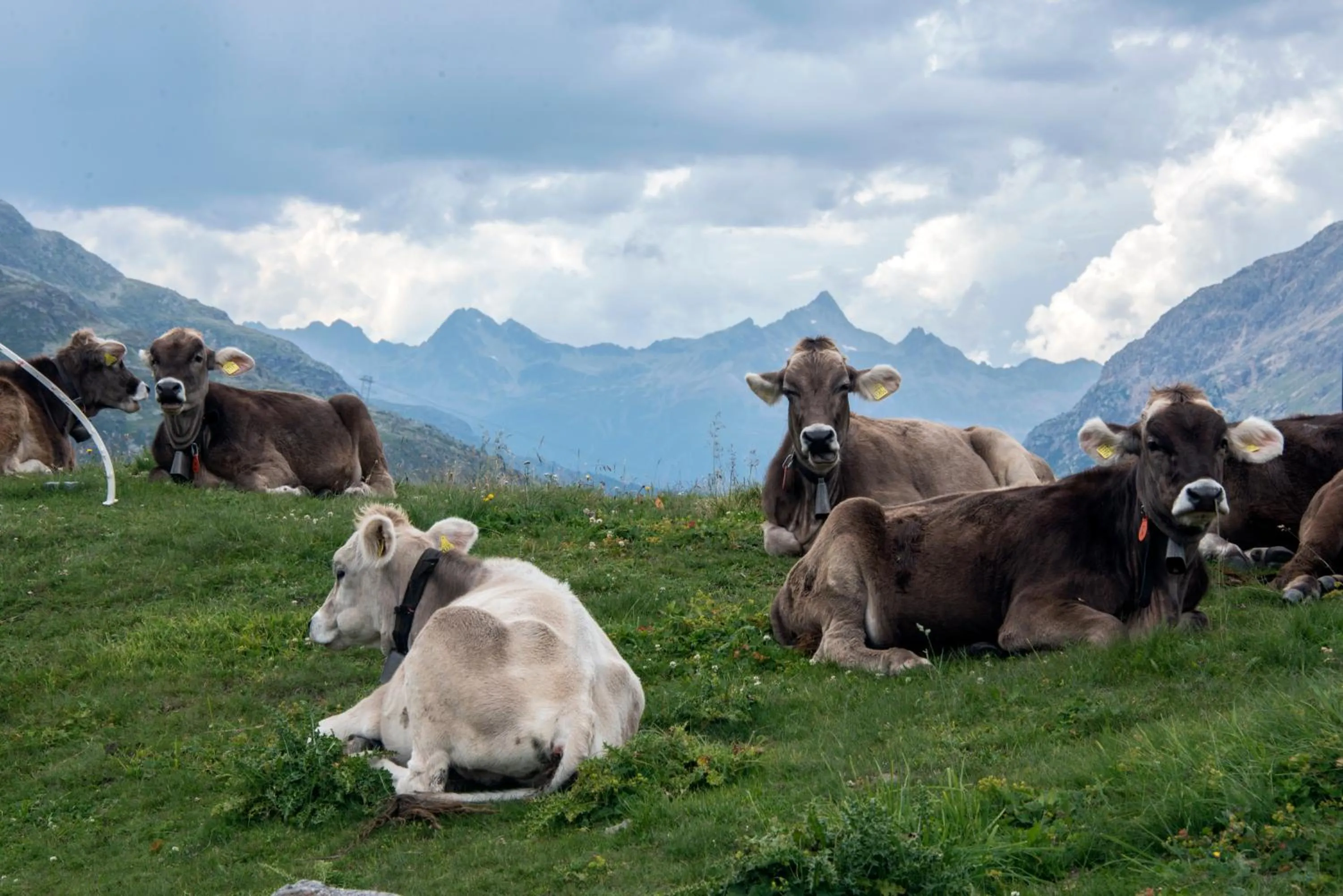 Pets in B&B Corte Rossa