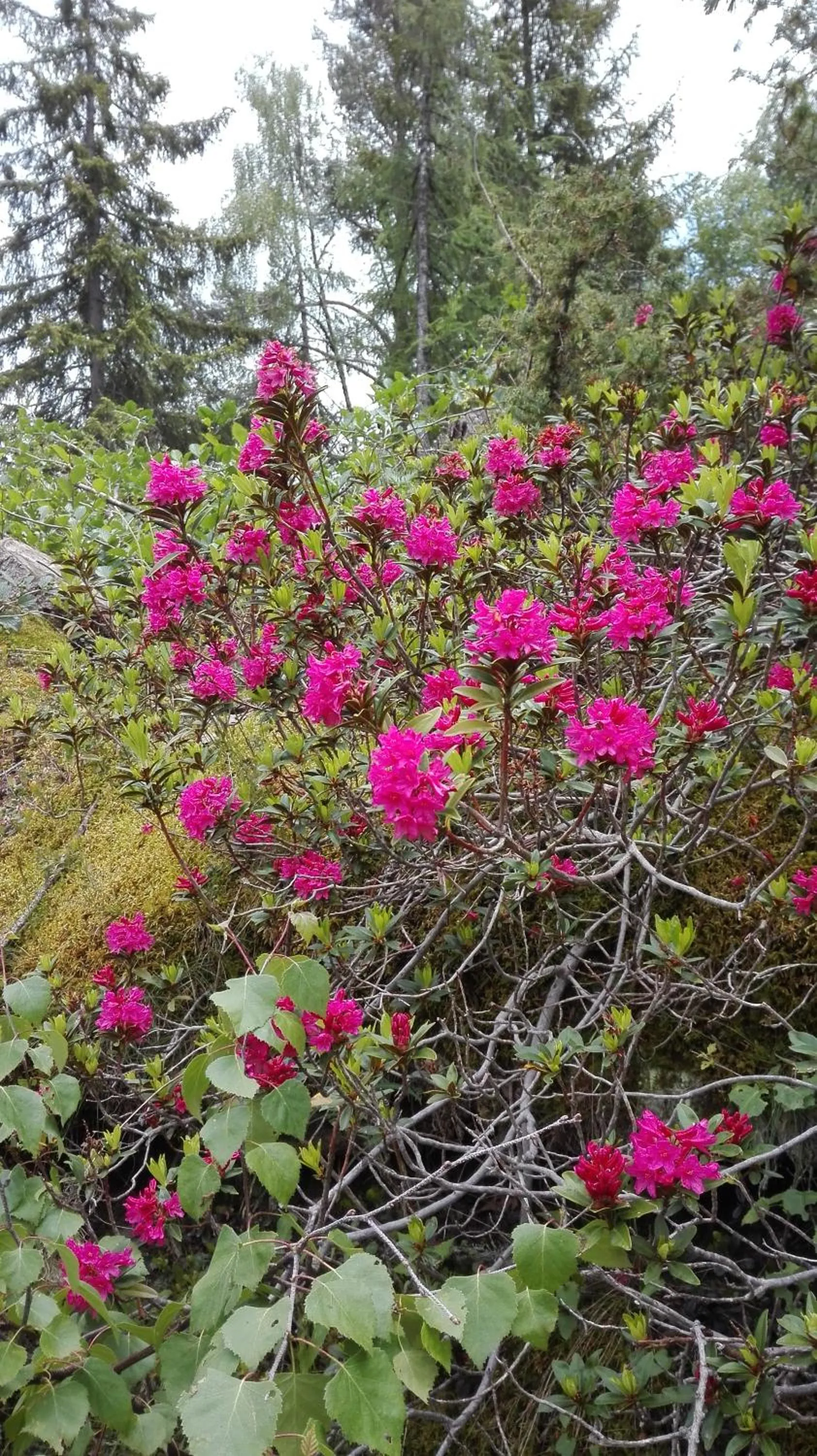 Spring in B&B Corte Rossa