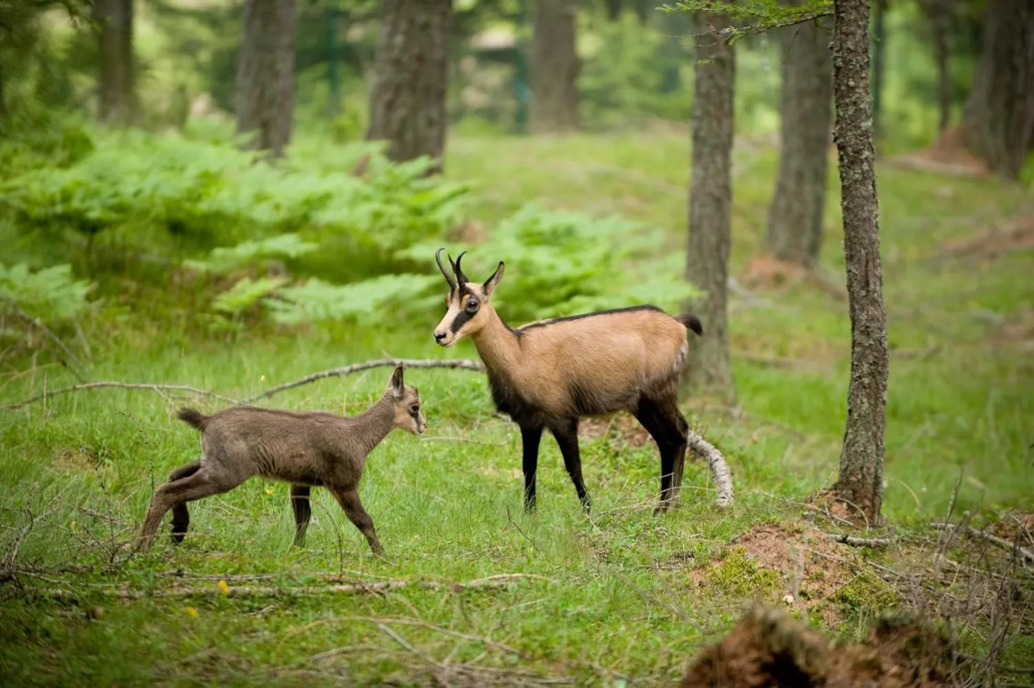 Animals in B&B Corte Rossa