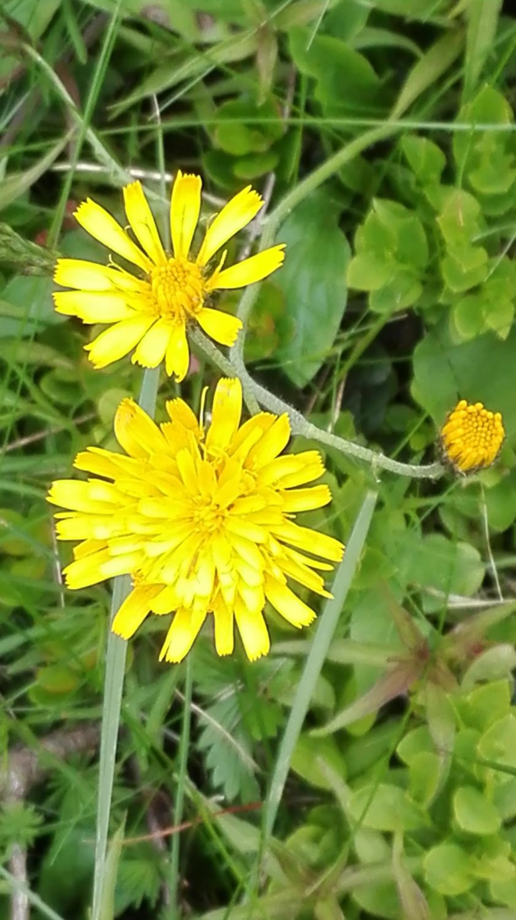 Spring in B&B Corte Rossa