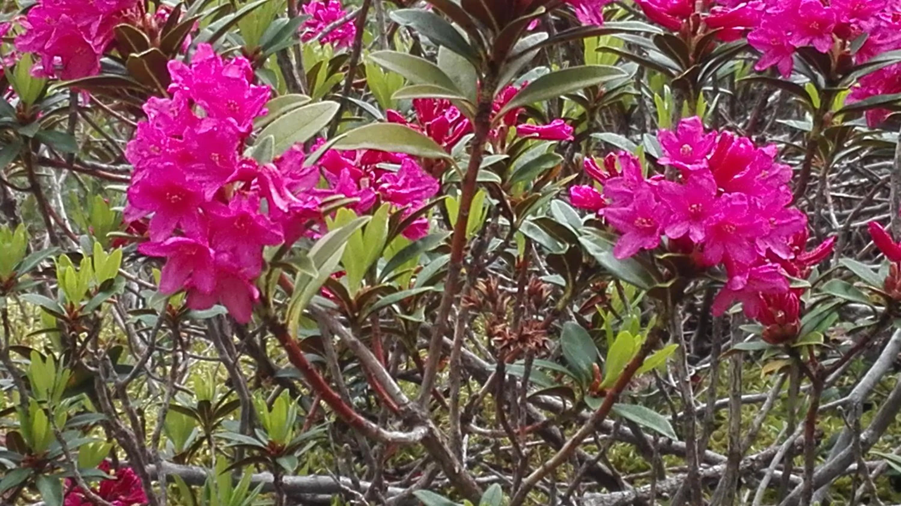 Spring in B&B Corte Rossa