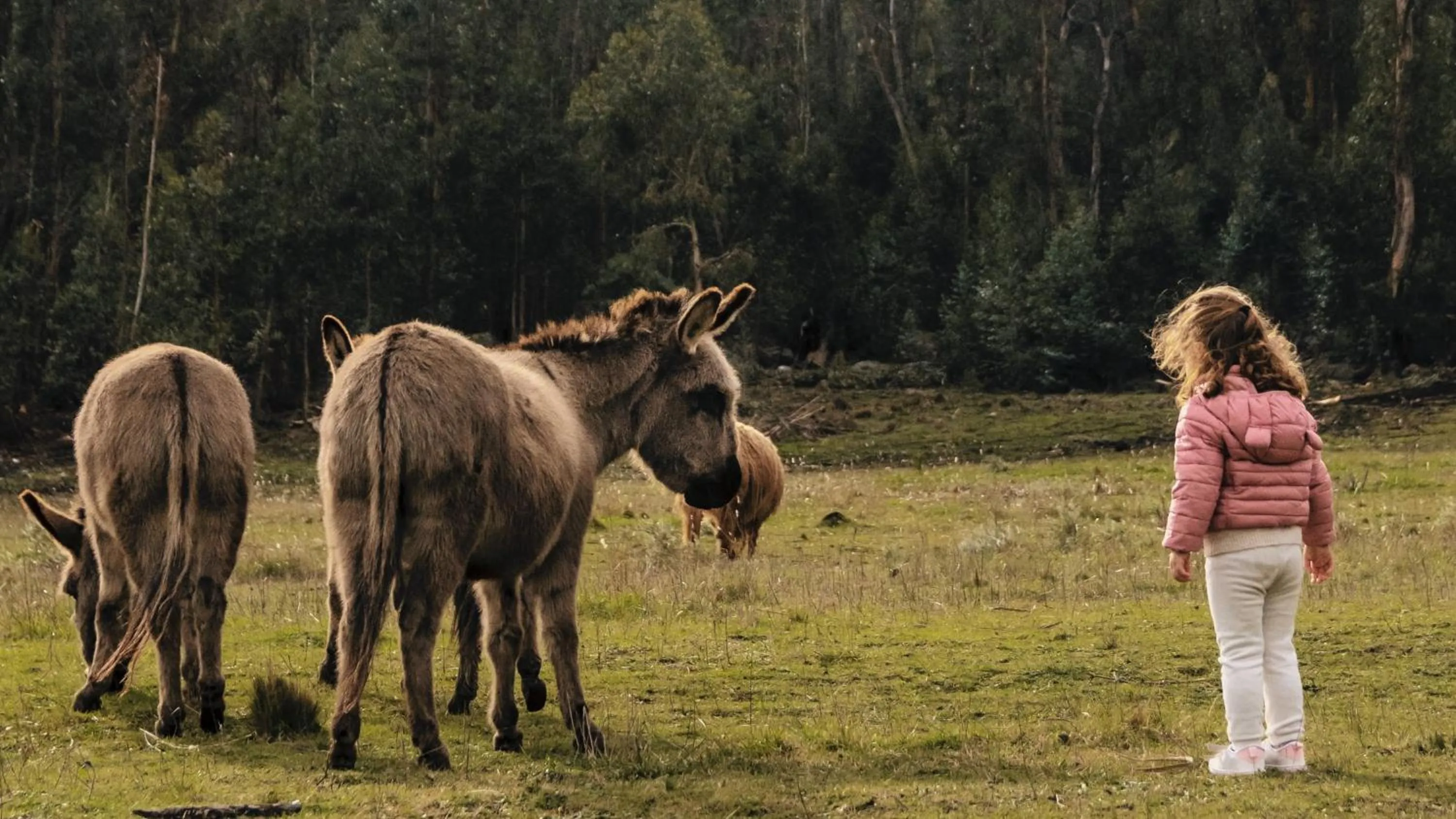 Animals in Hostería & Spa De La Cascada