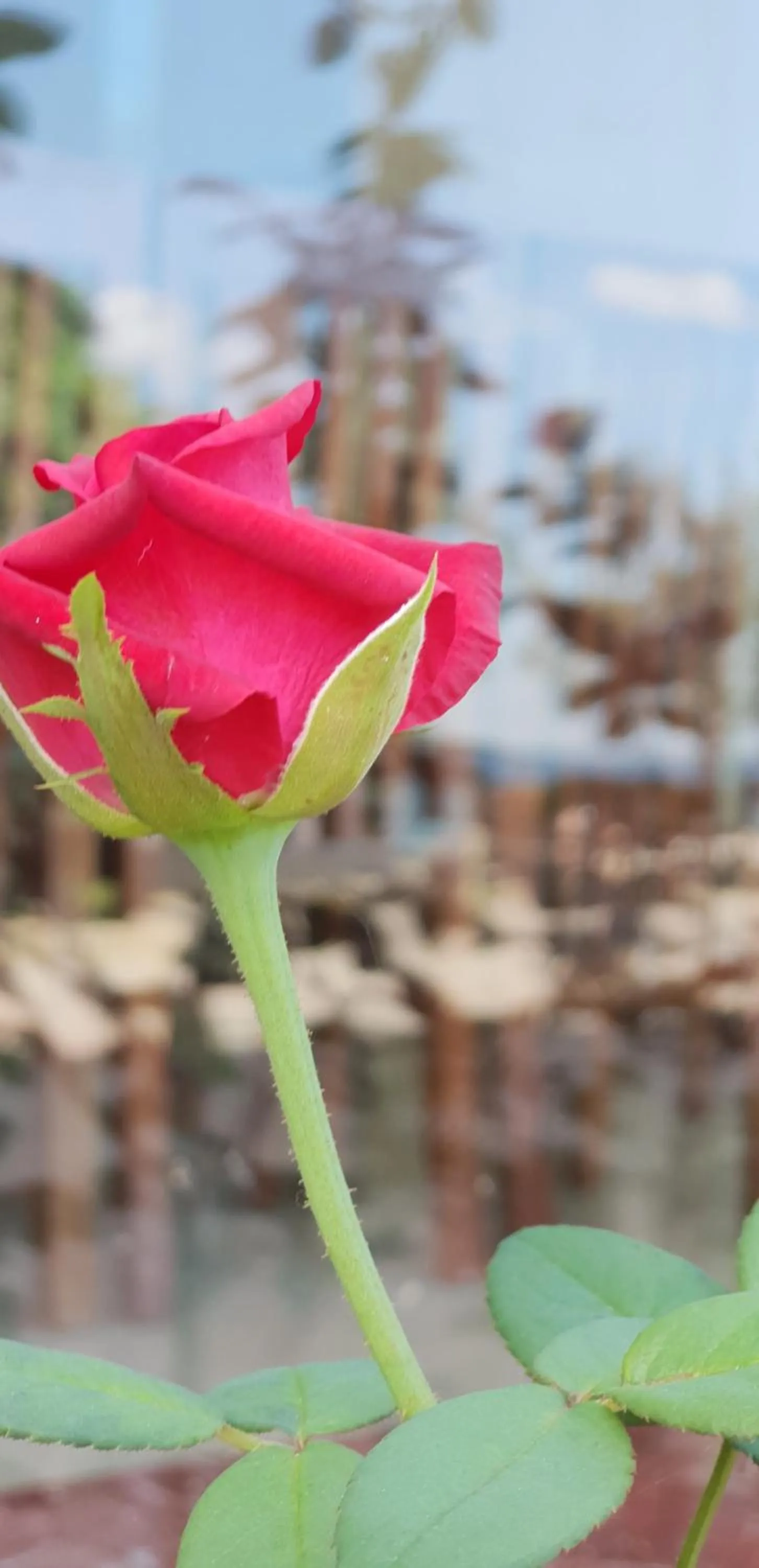 Garden in Phu Cuong Beach Hotel