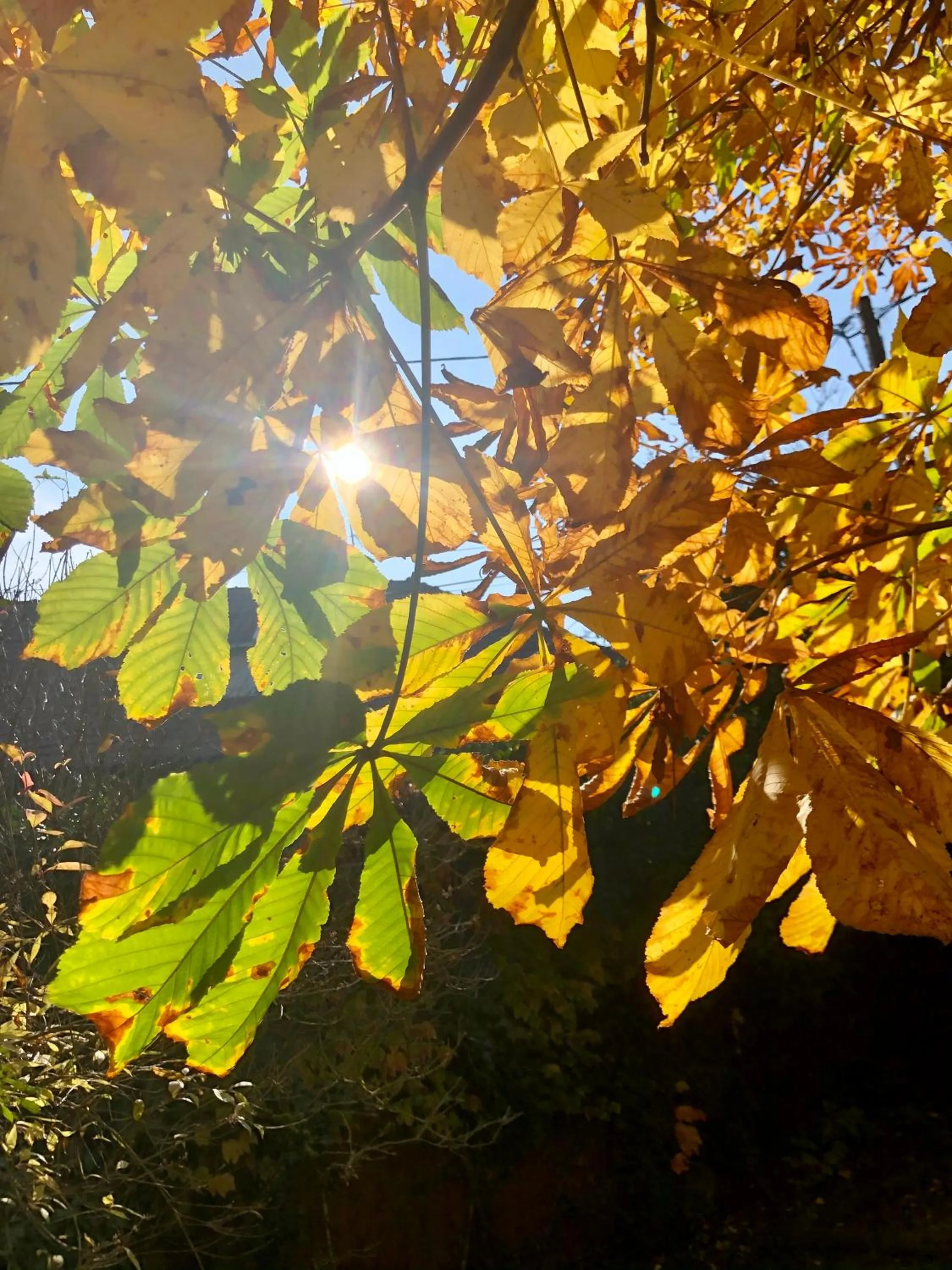 Garden view in Les Tilleuls Montbeliard Sud Audincourt