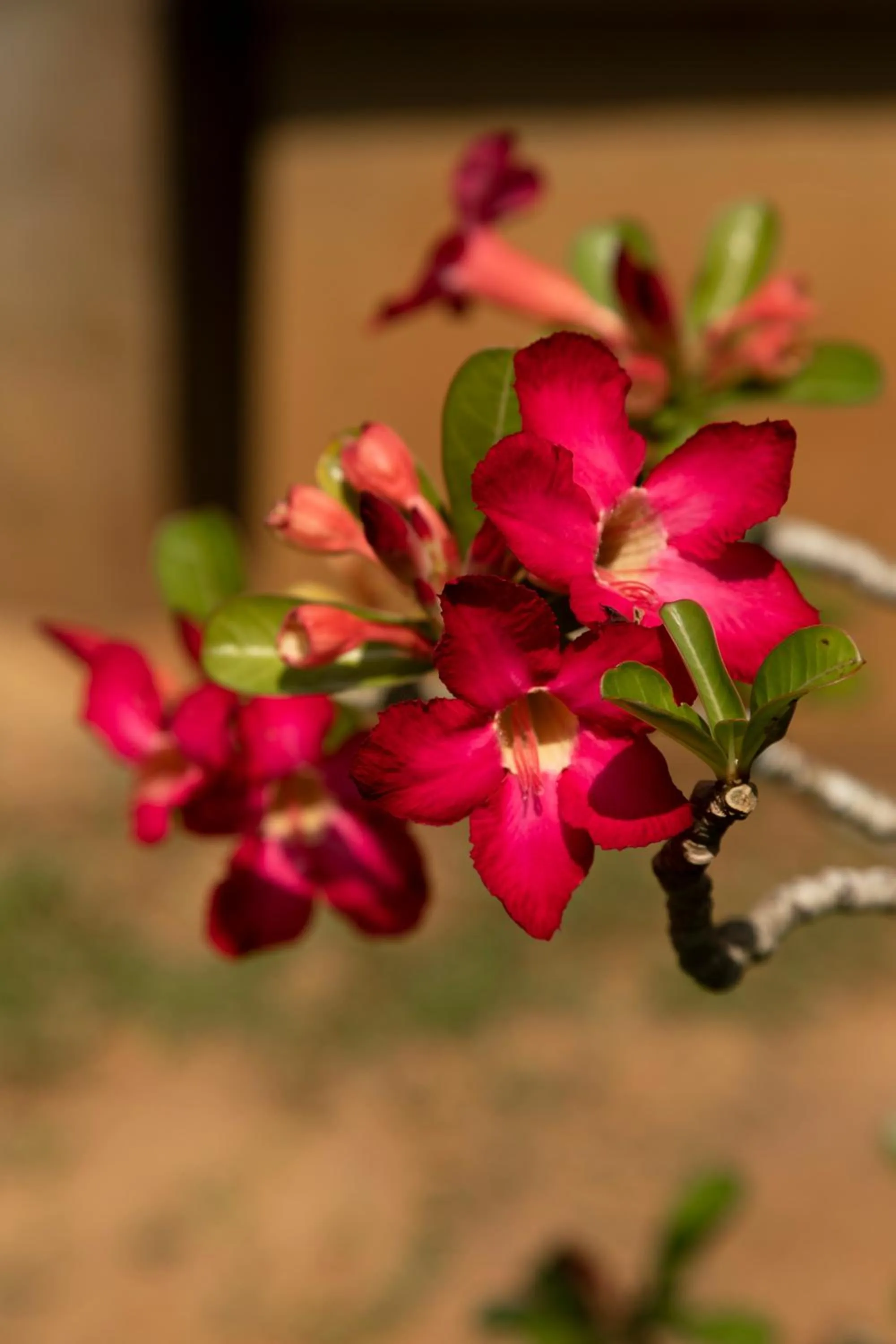 Spring in The Last House