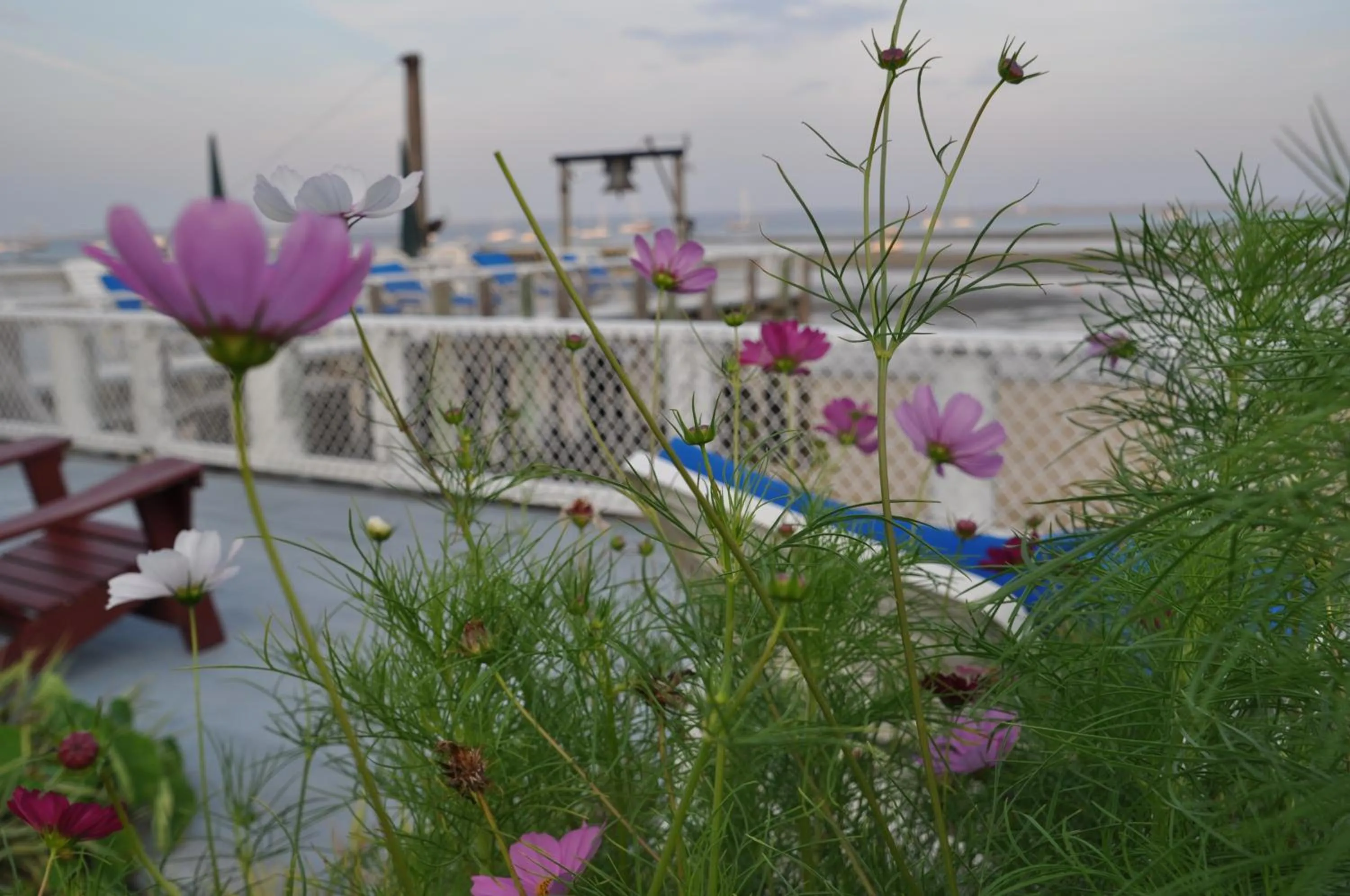 Day in The Masthead Resort