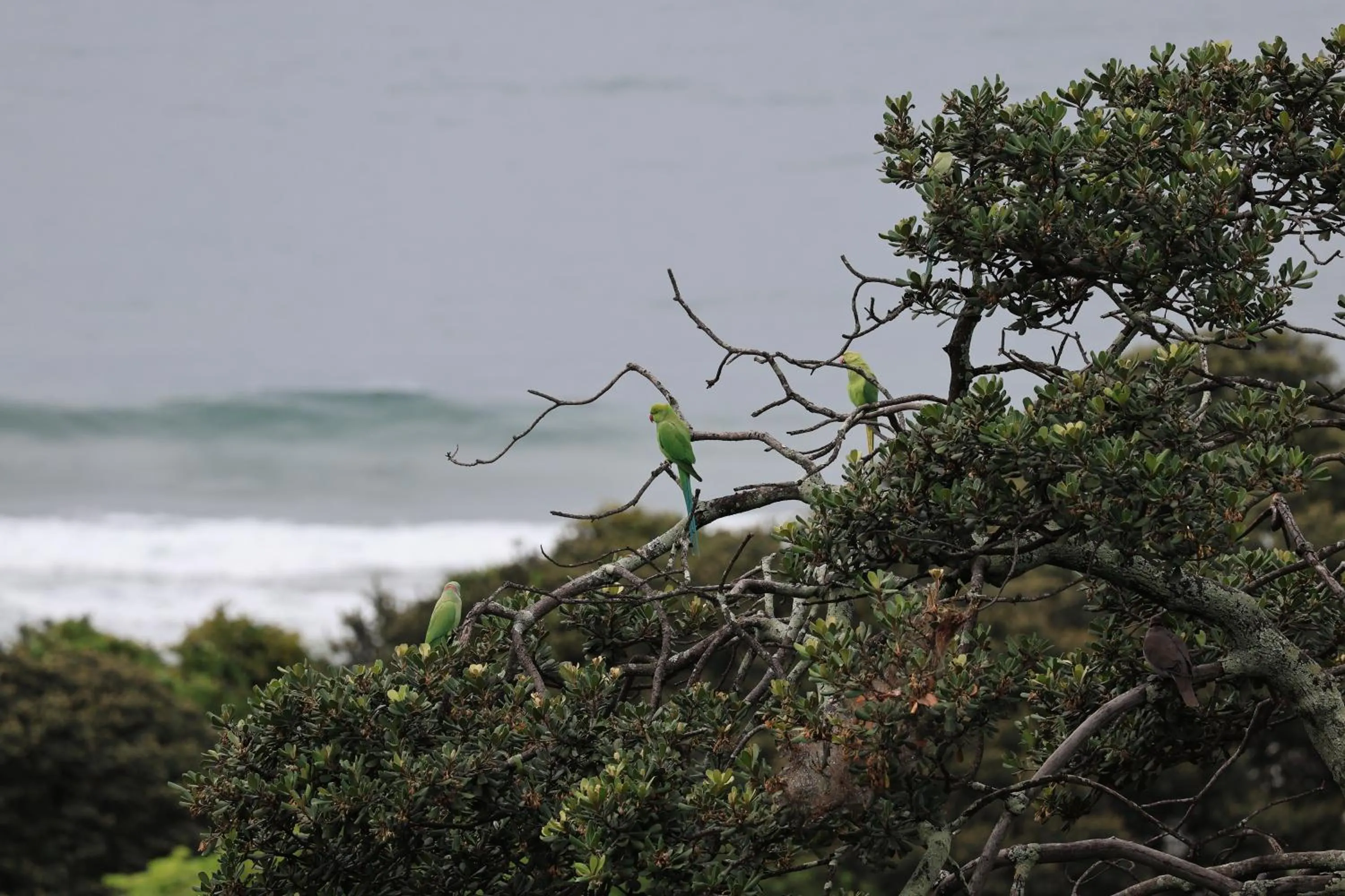Natural landscape in Ocean Vista Boutique Guest House