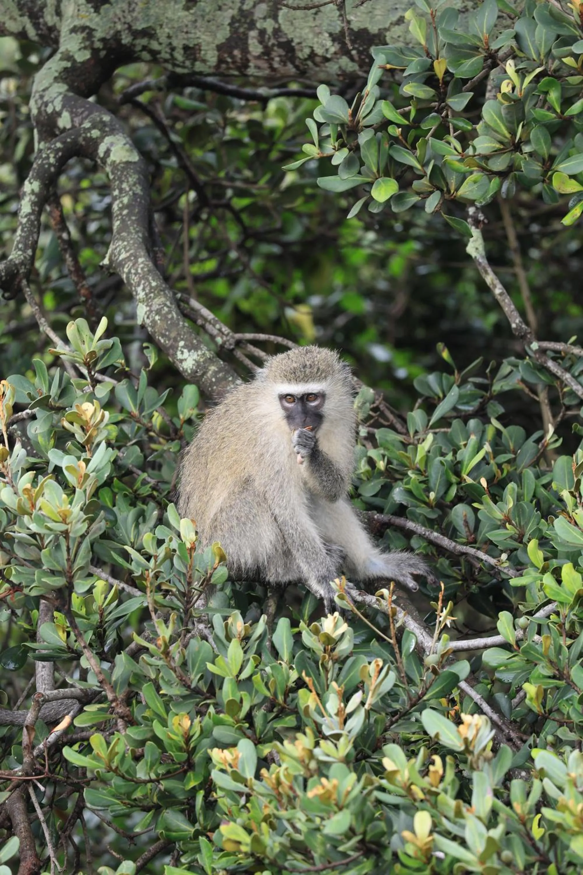 Natural landscape in Ocean Vista Boutique Guest House