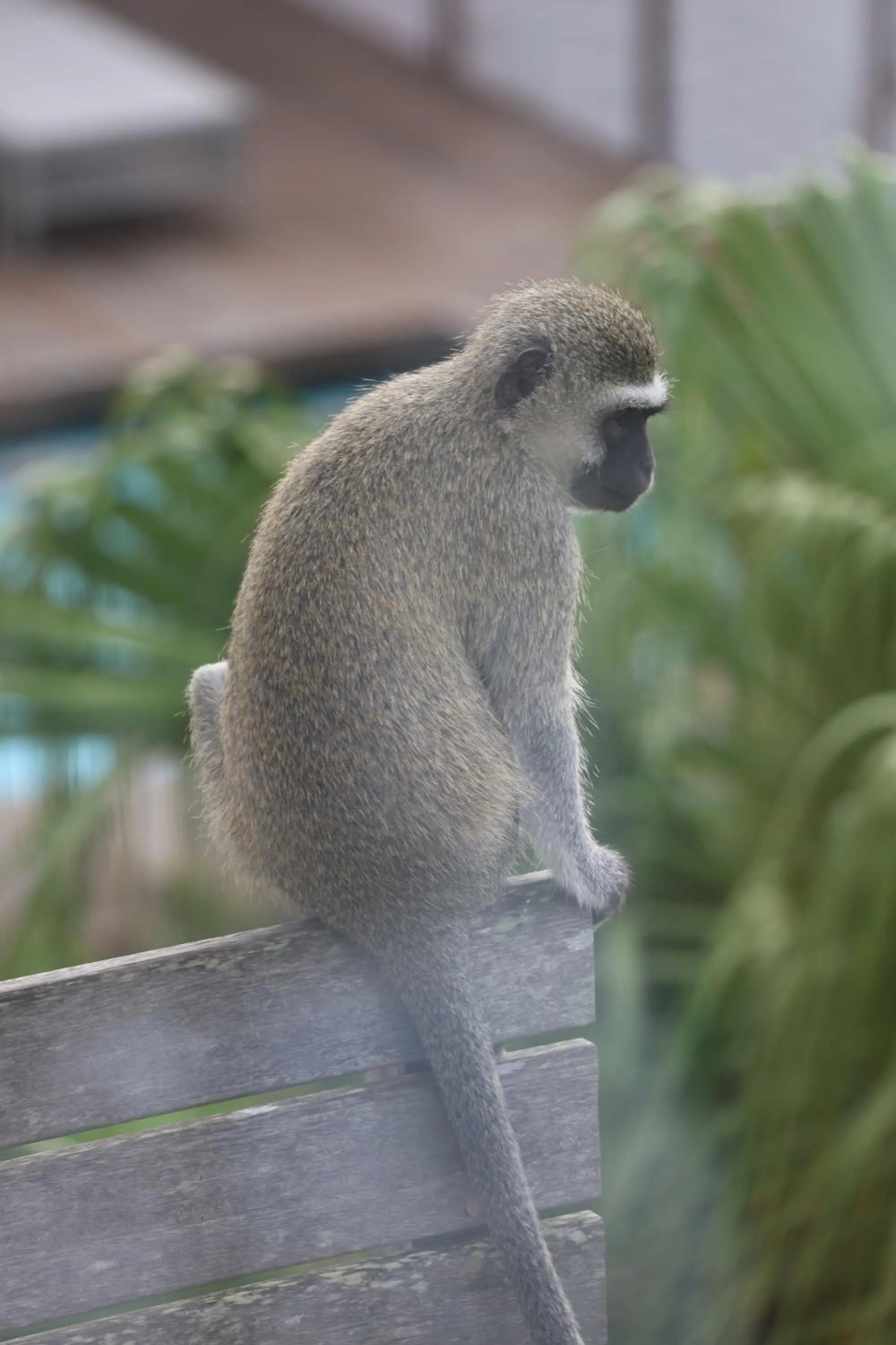 Animals in Ocean Vista Boutique Guest House