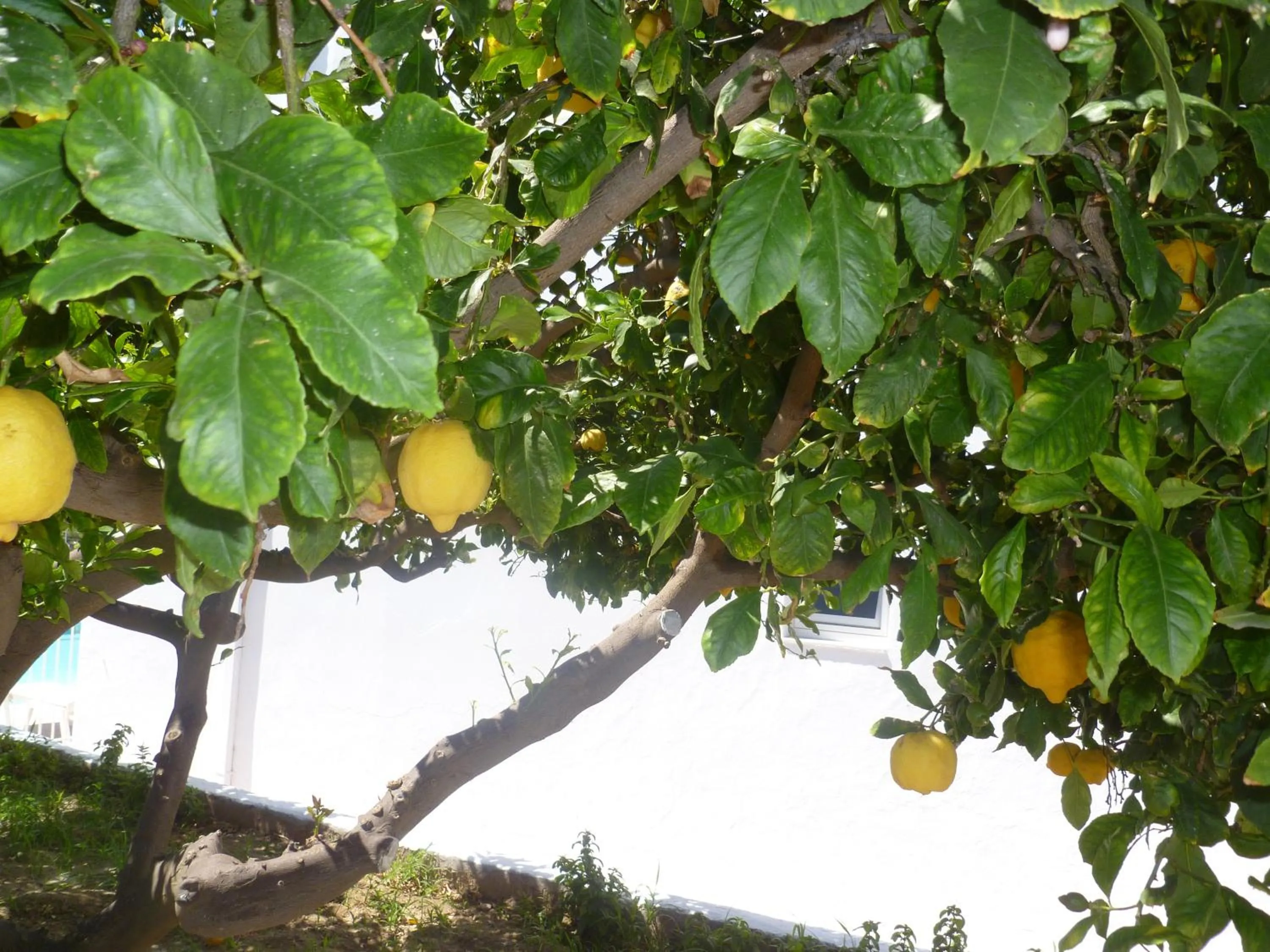 Garden in Paraschos Studios Kos