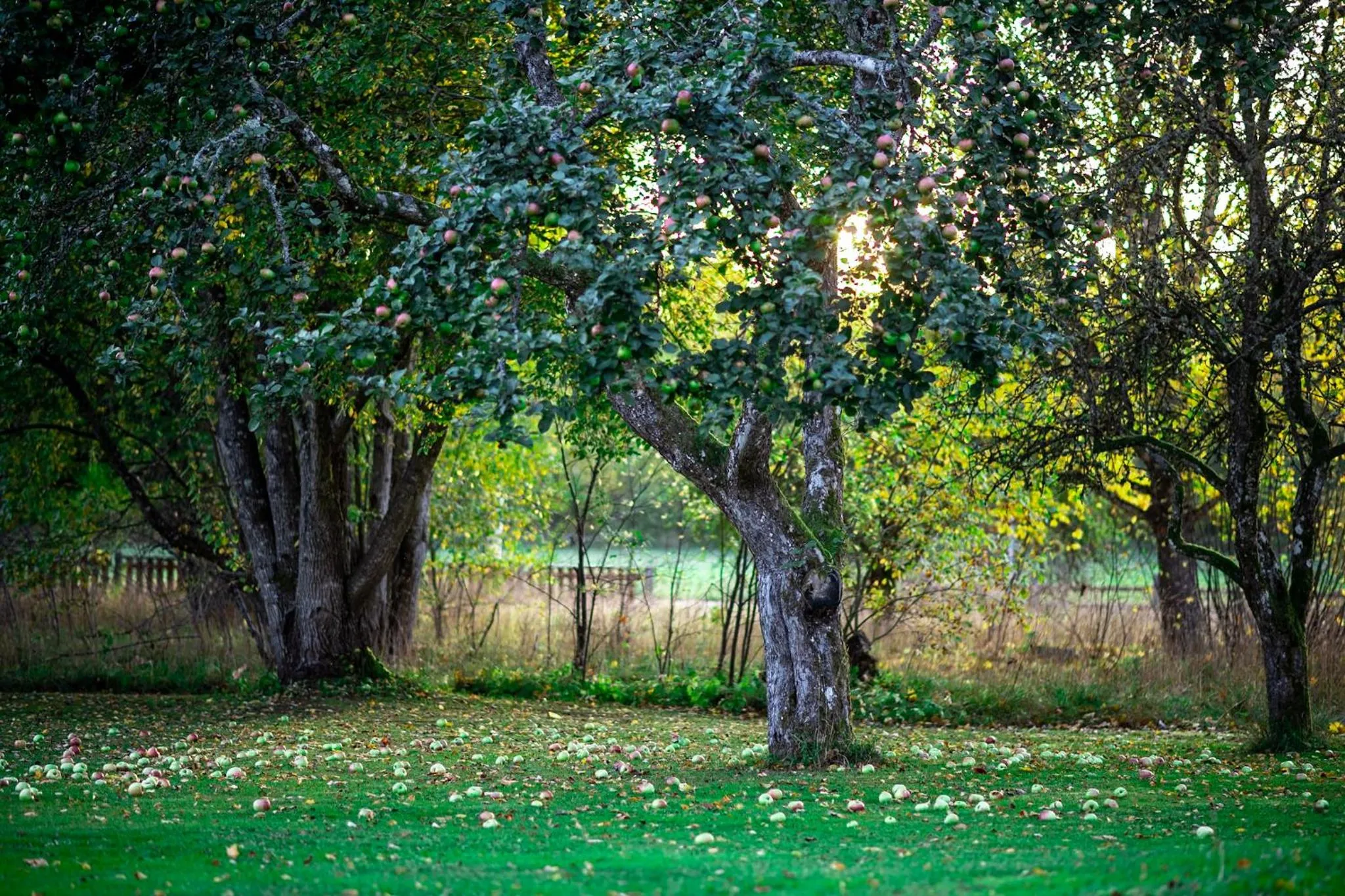 Garden in Villa Gransholm