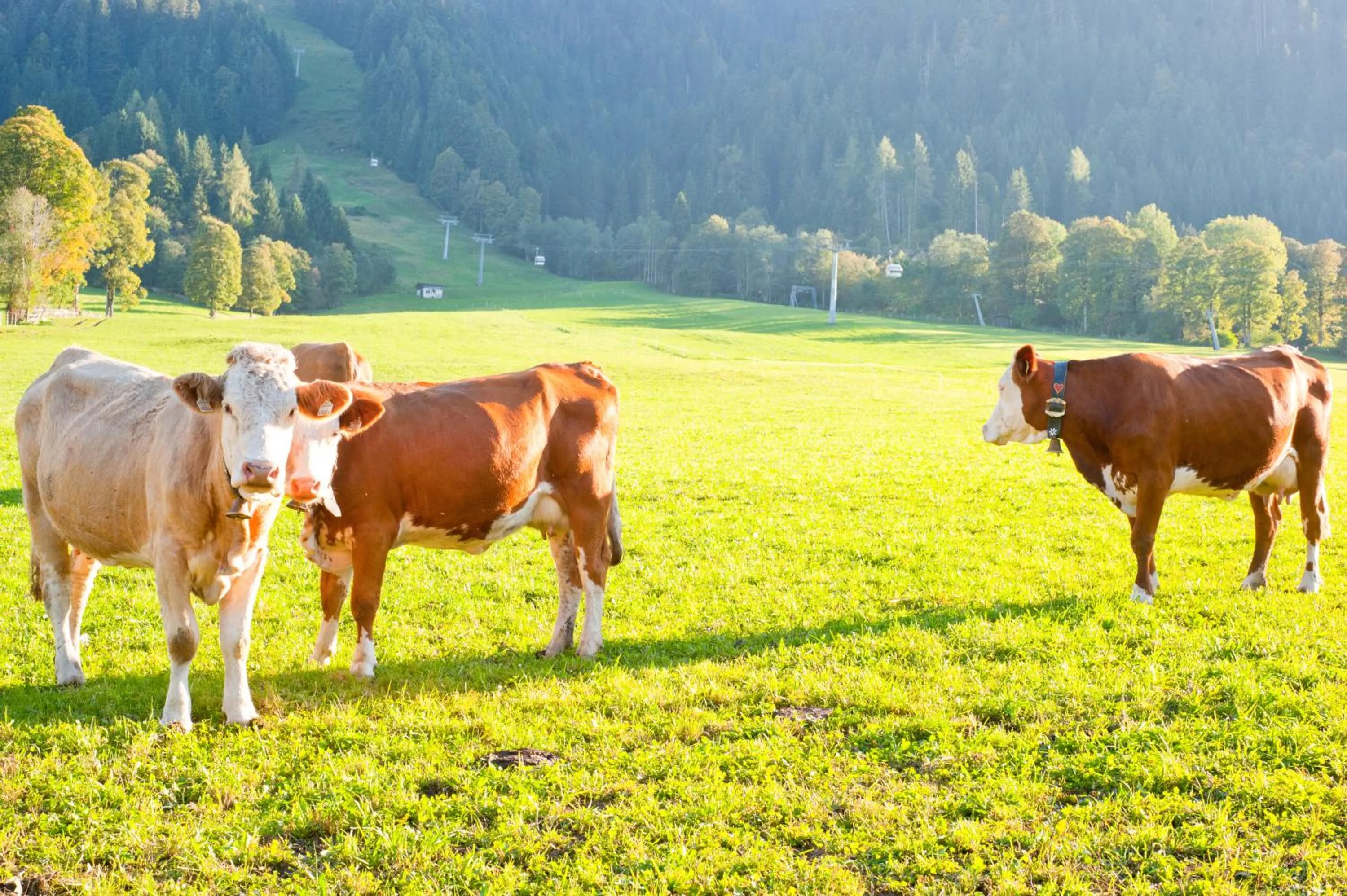 Hartlhof Urlaub am Baby- und Kinderbauernhof