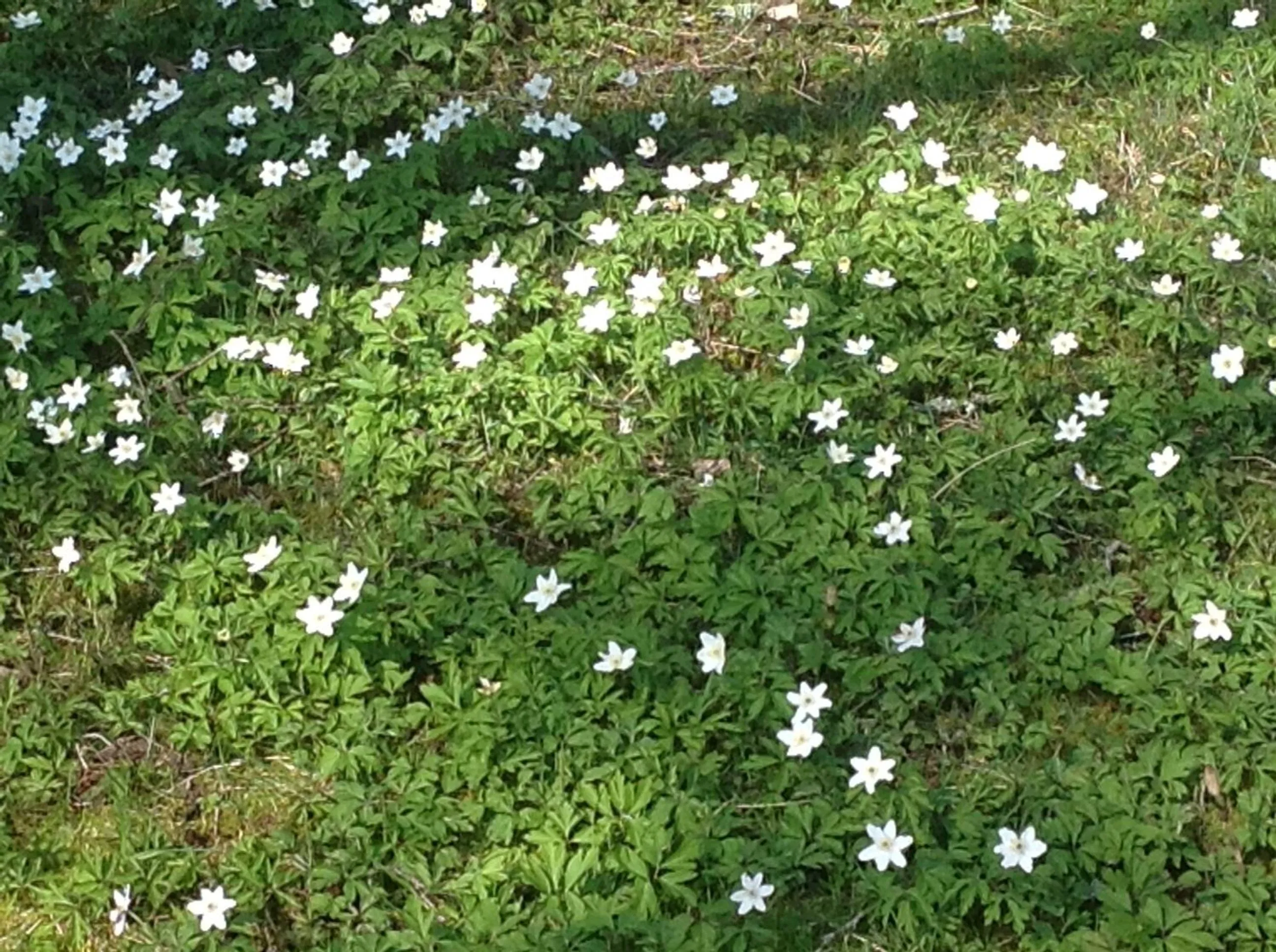 Day in Solvikens Pensionat