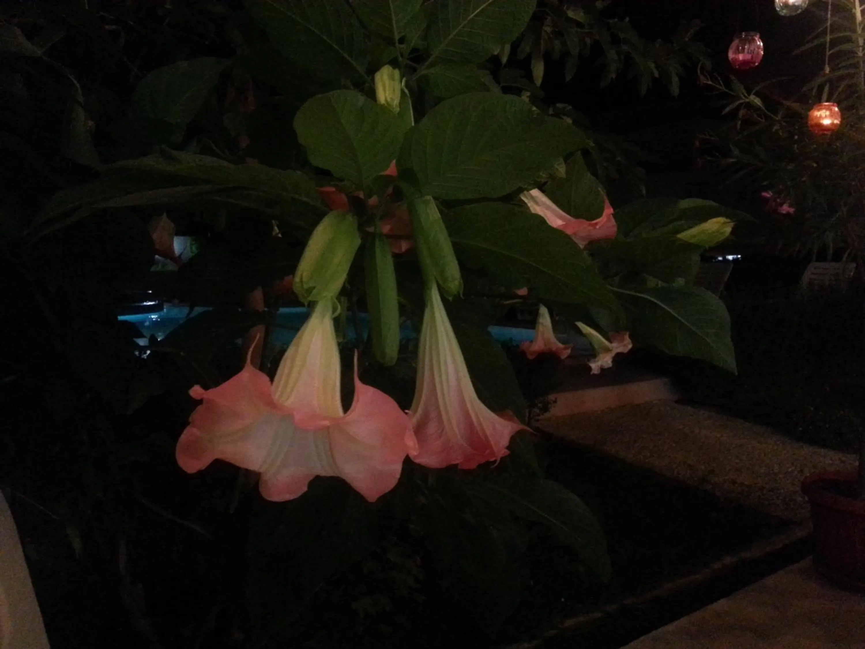 Other in Family Hotel Muses