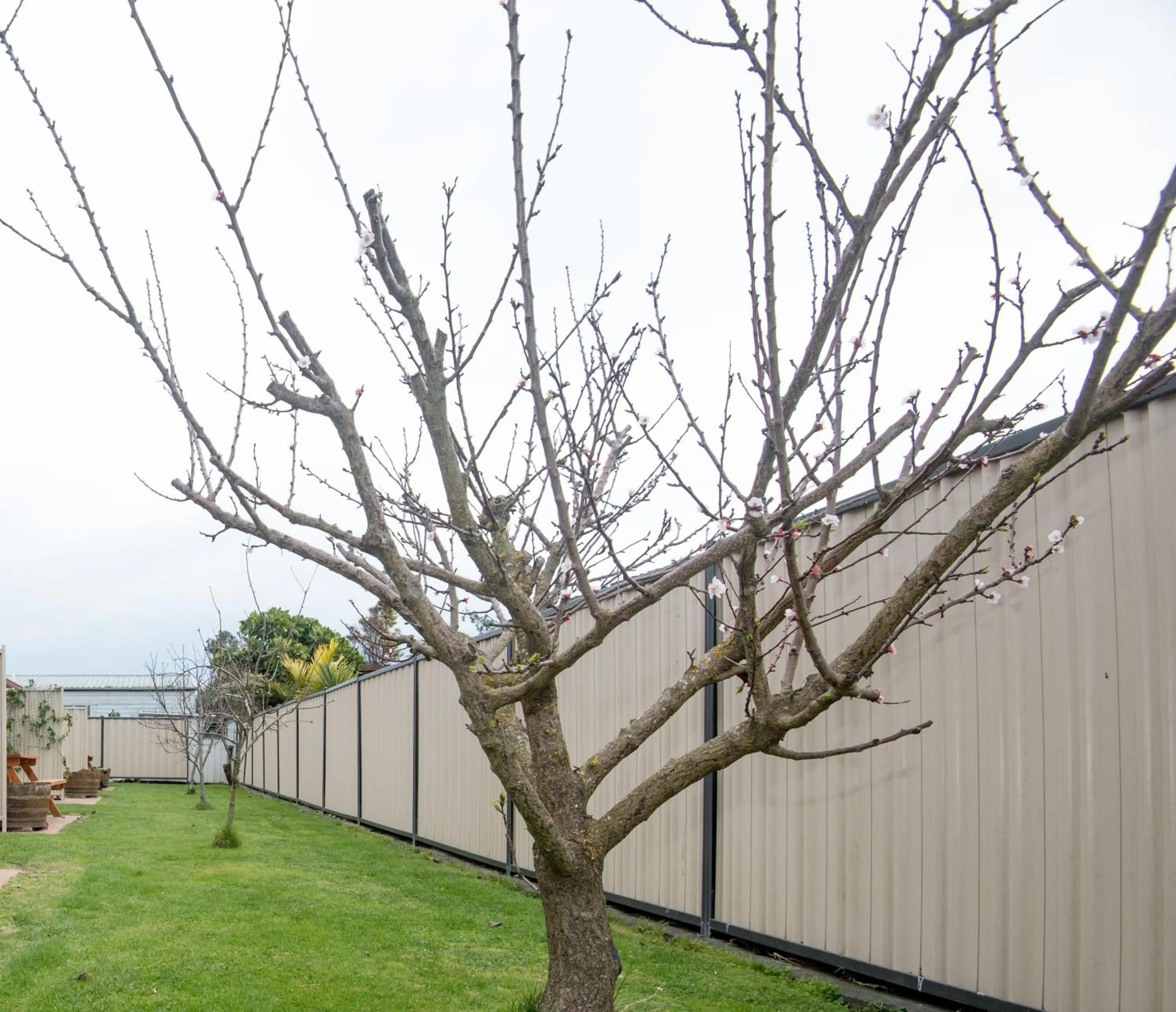 Garden in AhiKaa Gisborne Motel
