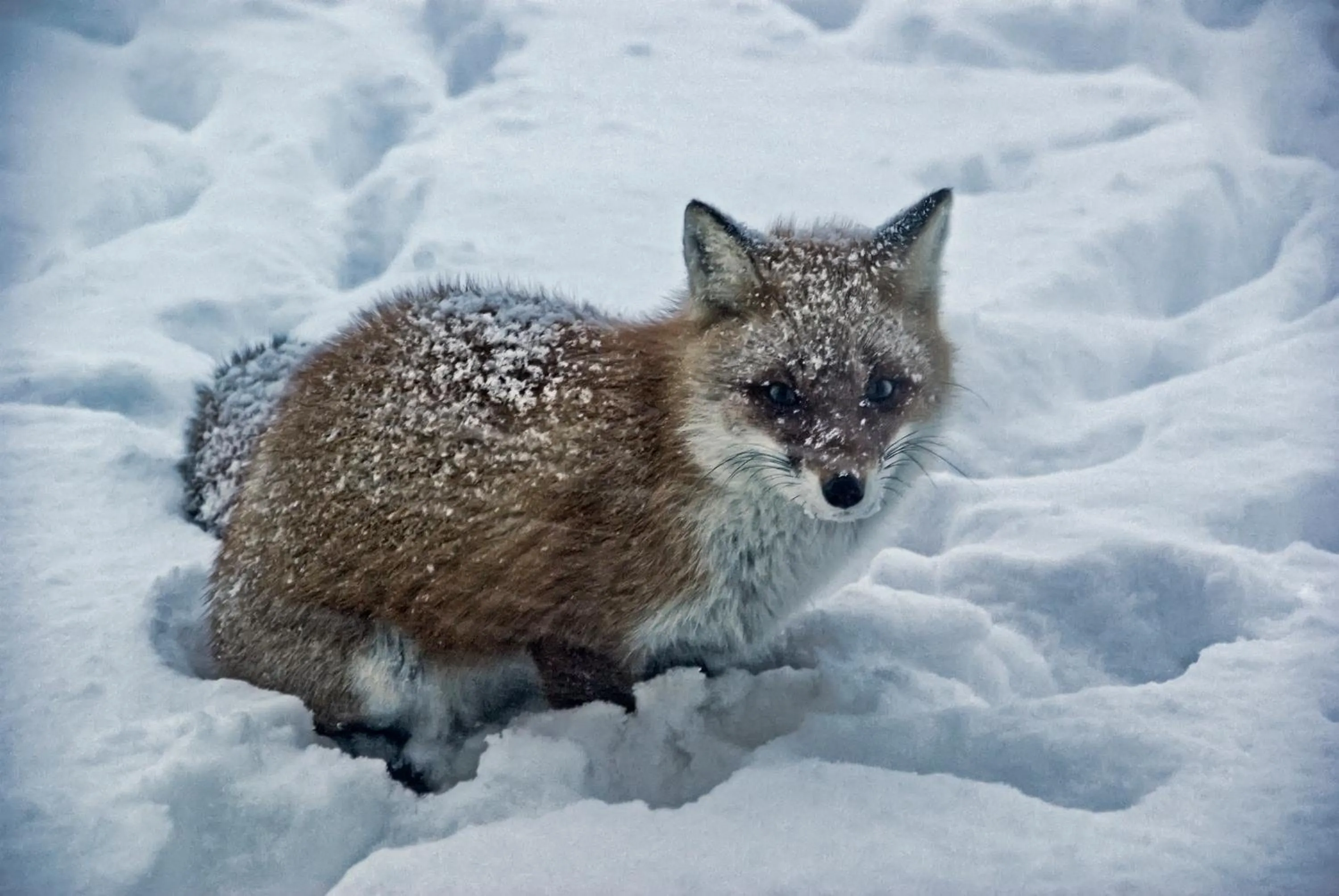 Animals in Niseko Freedom Inn