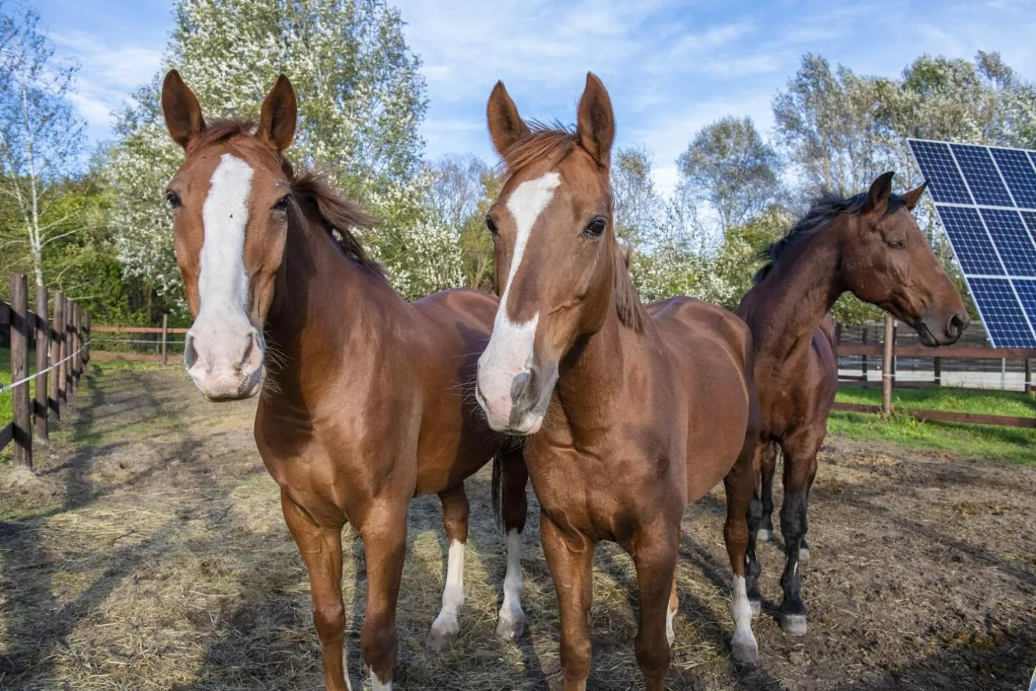 Day in Erdőspuszta Club Hotel Fenyves