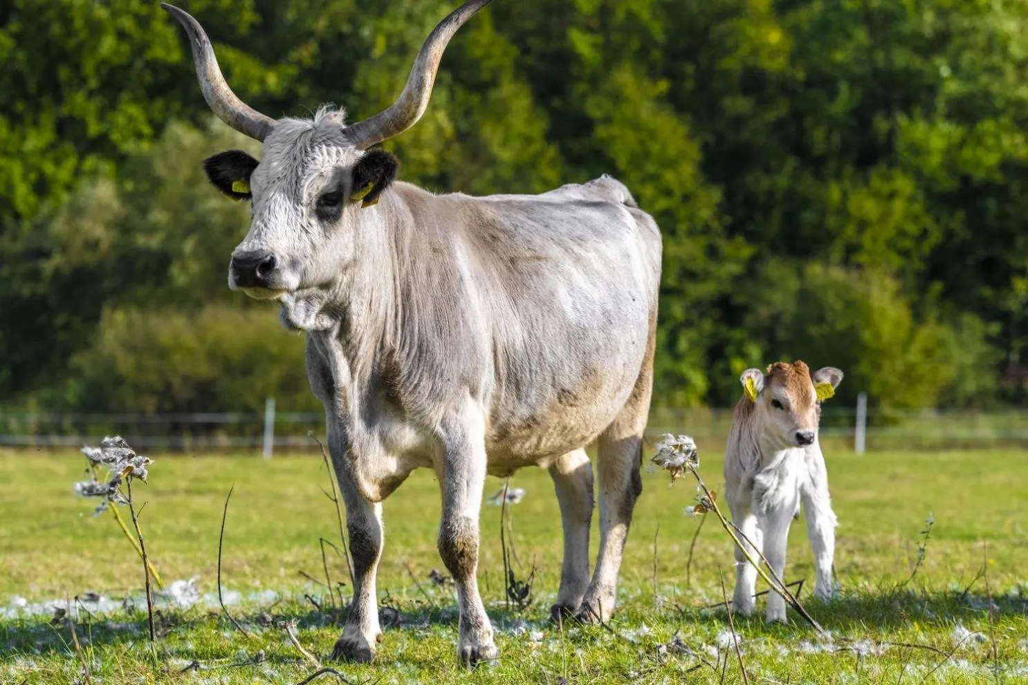 Day in Erdőspuszta Club Hotel Fenyves