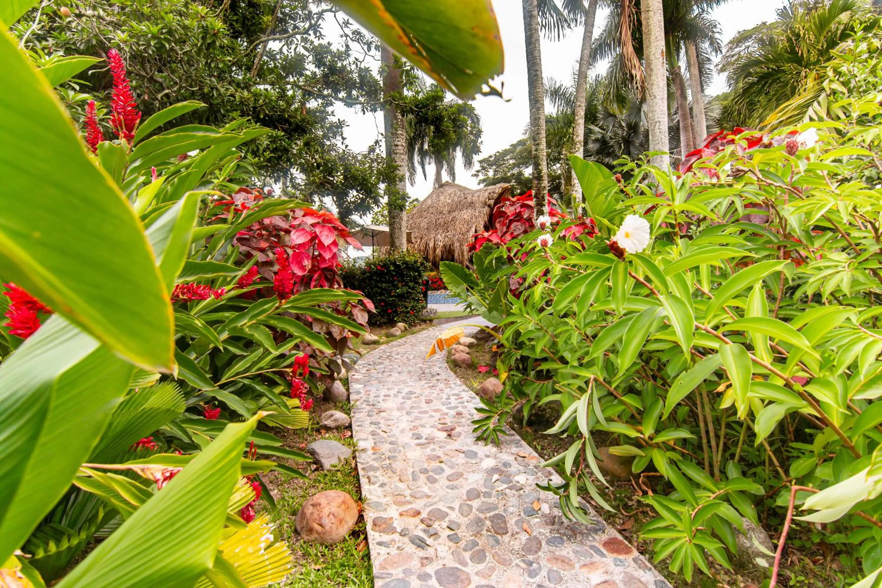 Garden in Portales del Tayrona Garden Hotel