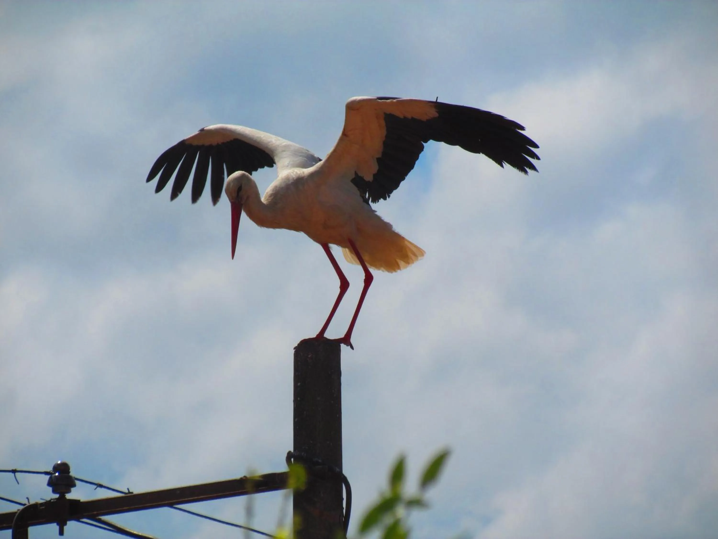 View (from property/room) in Amazon Antique