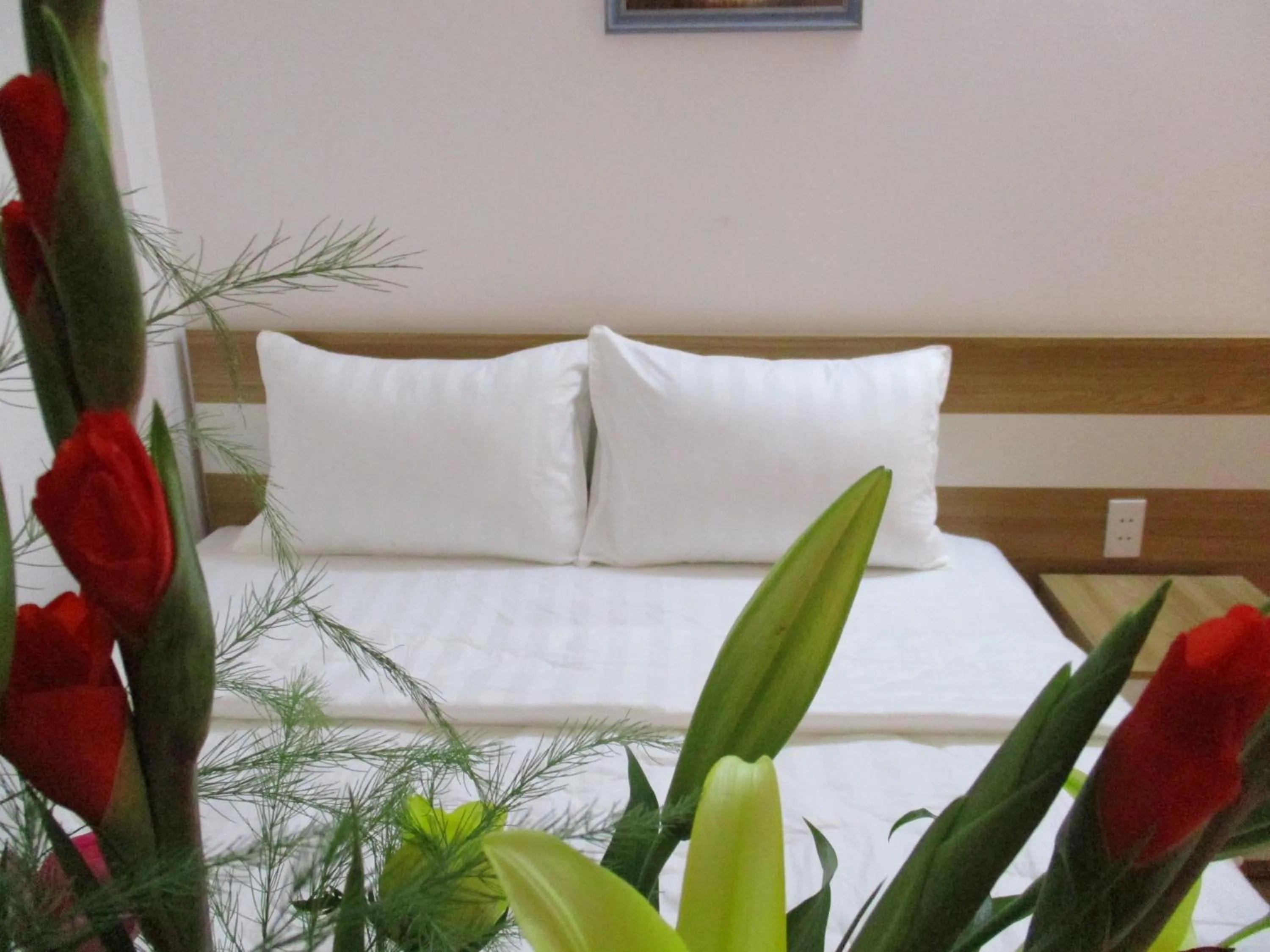 Bed in City Backpackers Hostel