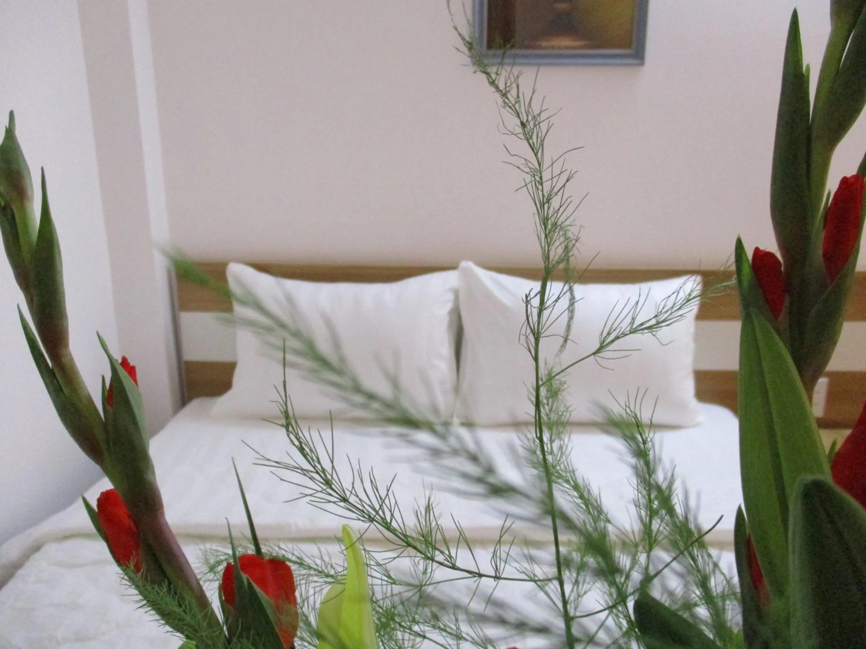 Bed in City Backpackers Hostel