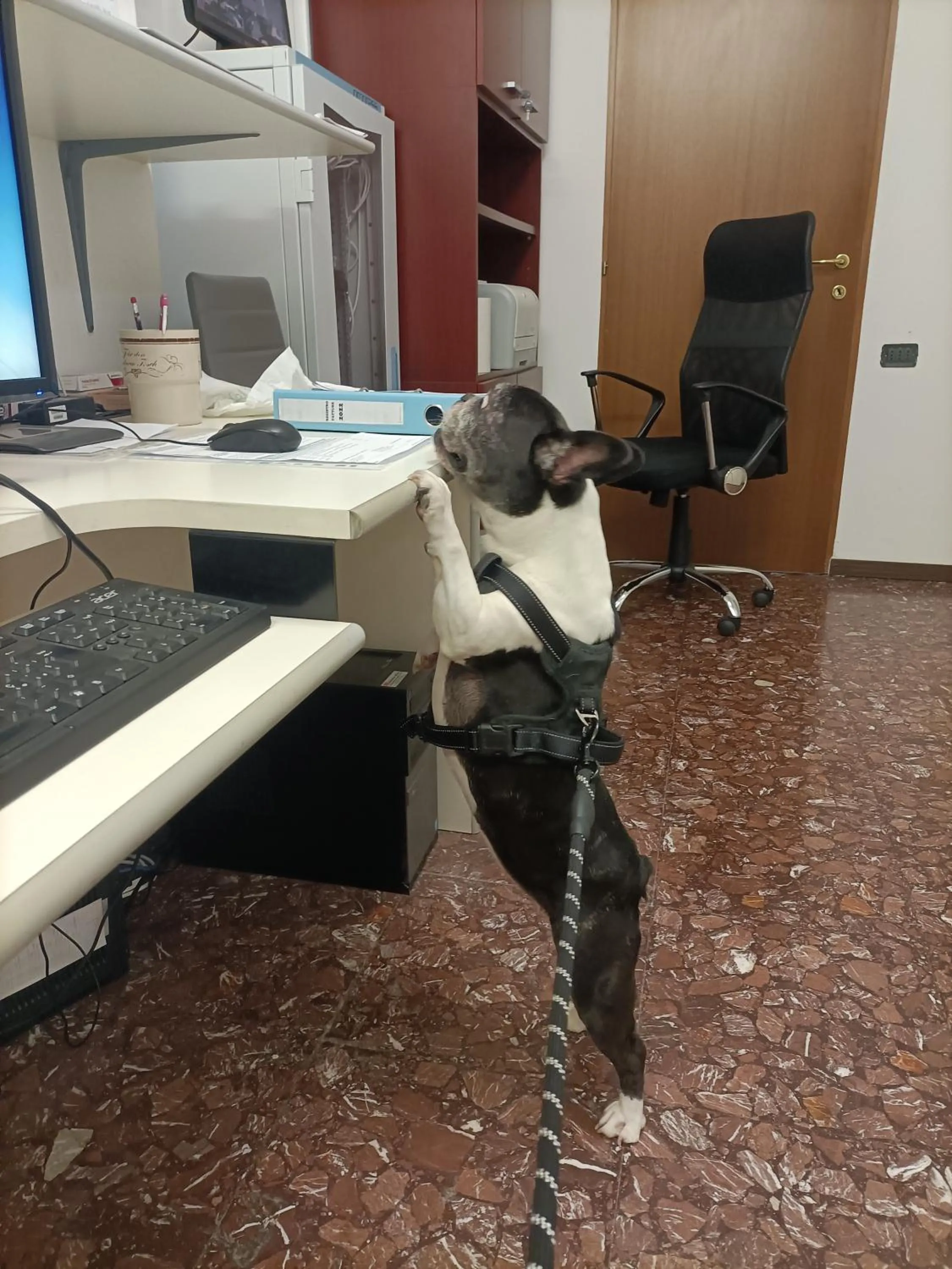 Pets in Hotel Ai Pini