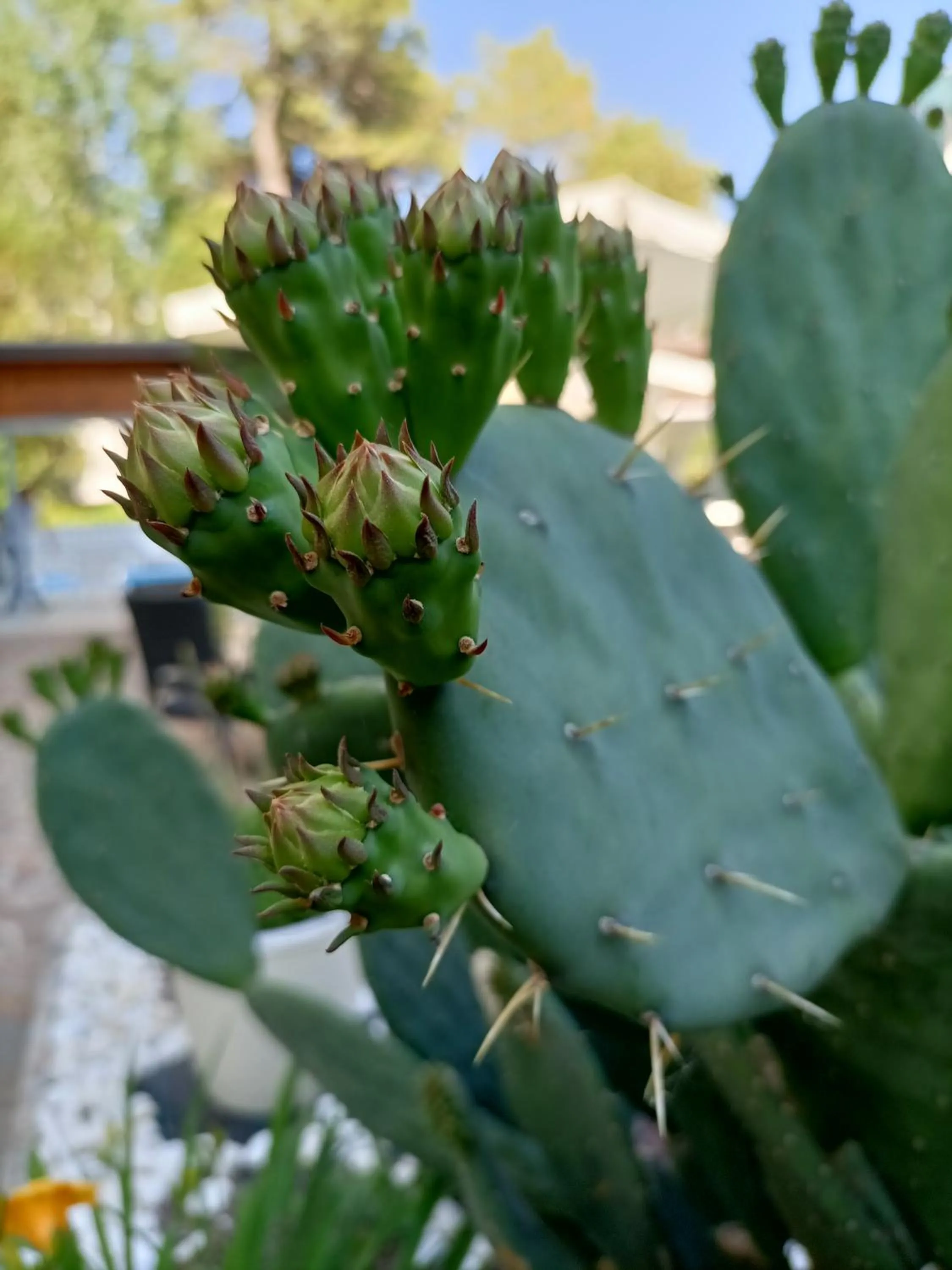 Swimming pool in Hotel Ai Pini