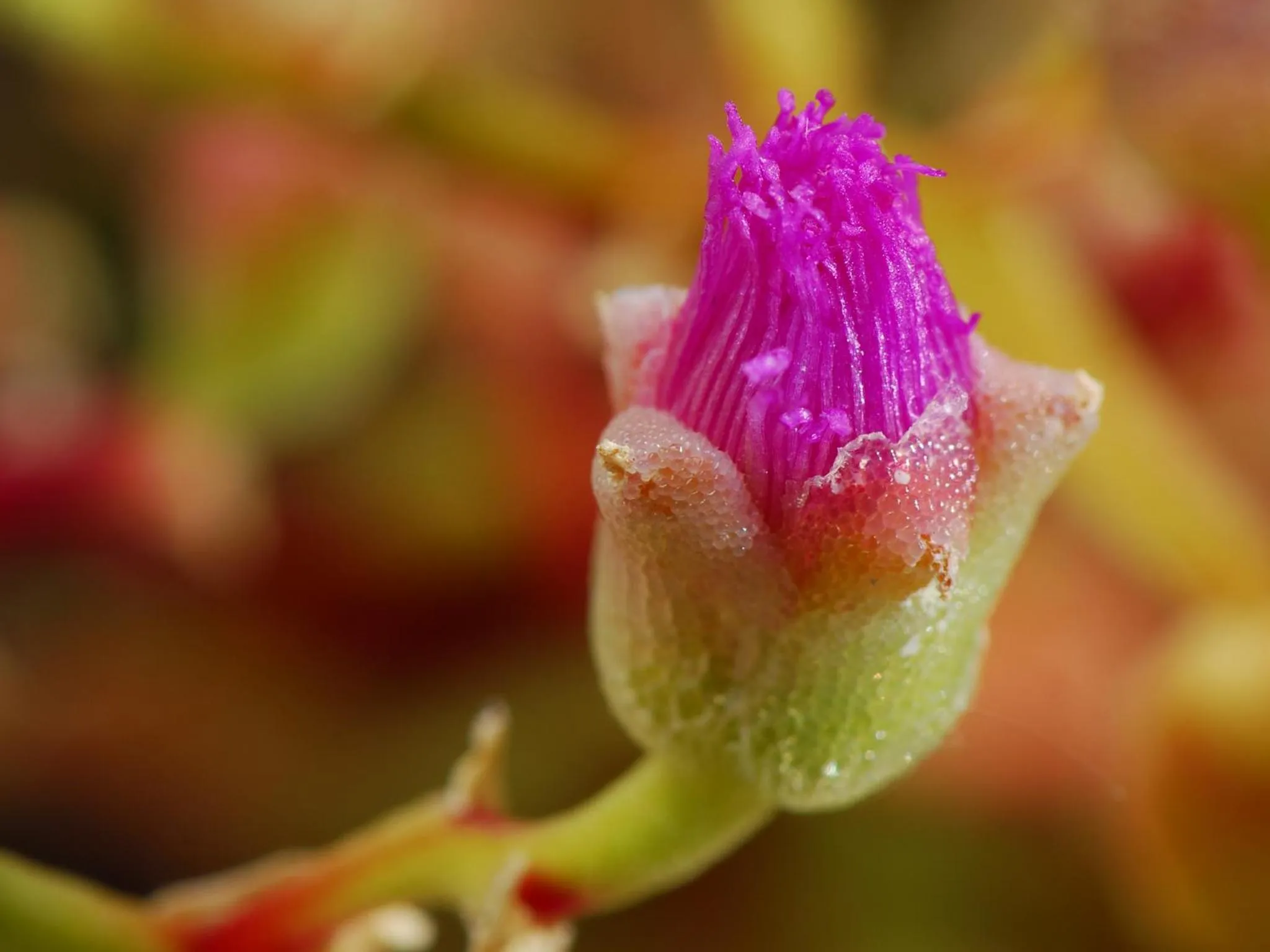 Other in Naries Namakwa Retreat