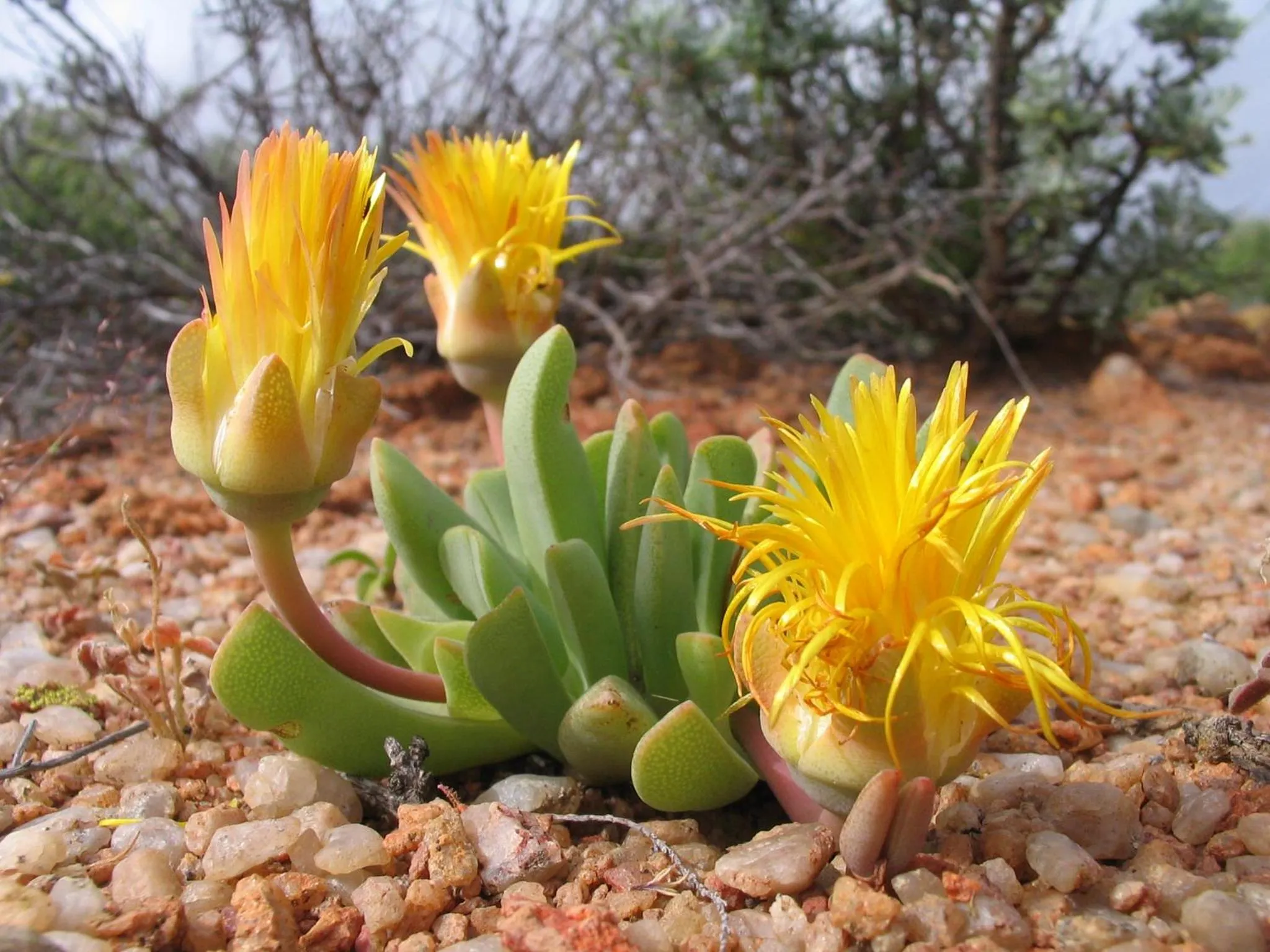 Other in Naries Namakwa Retreat